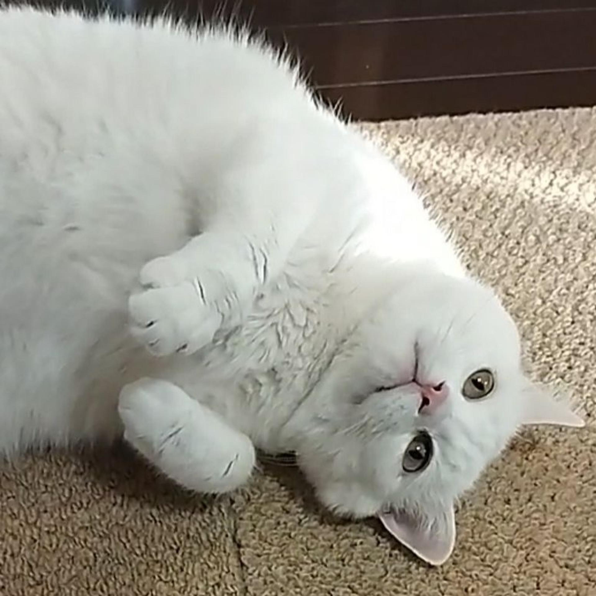pet-image-7