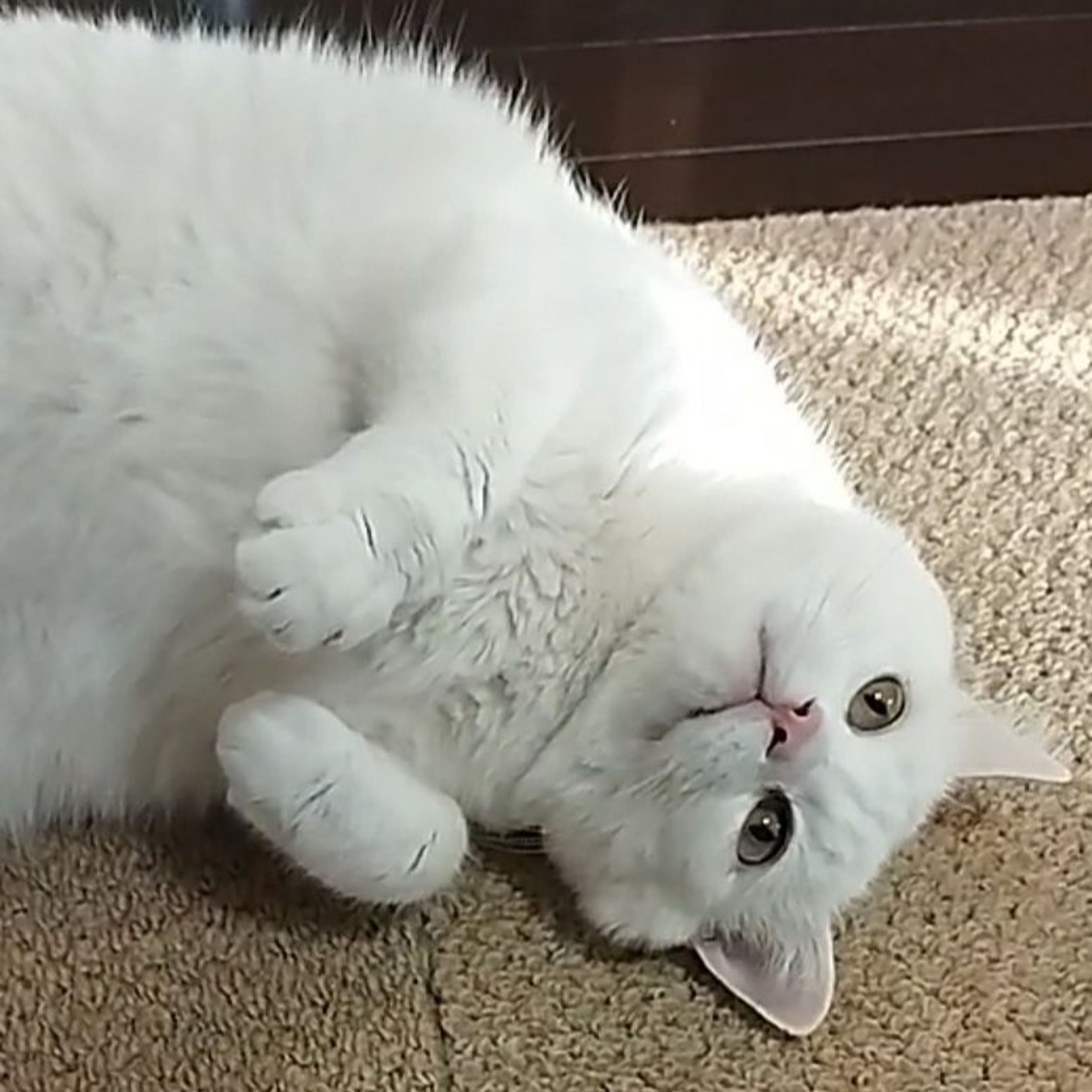 pet-image-7
