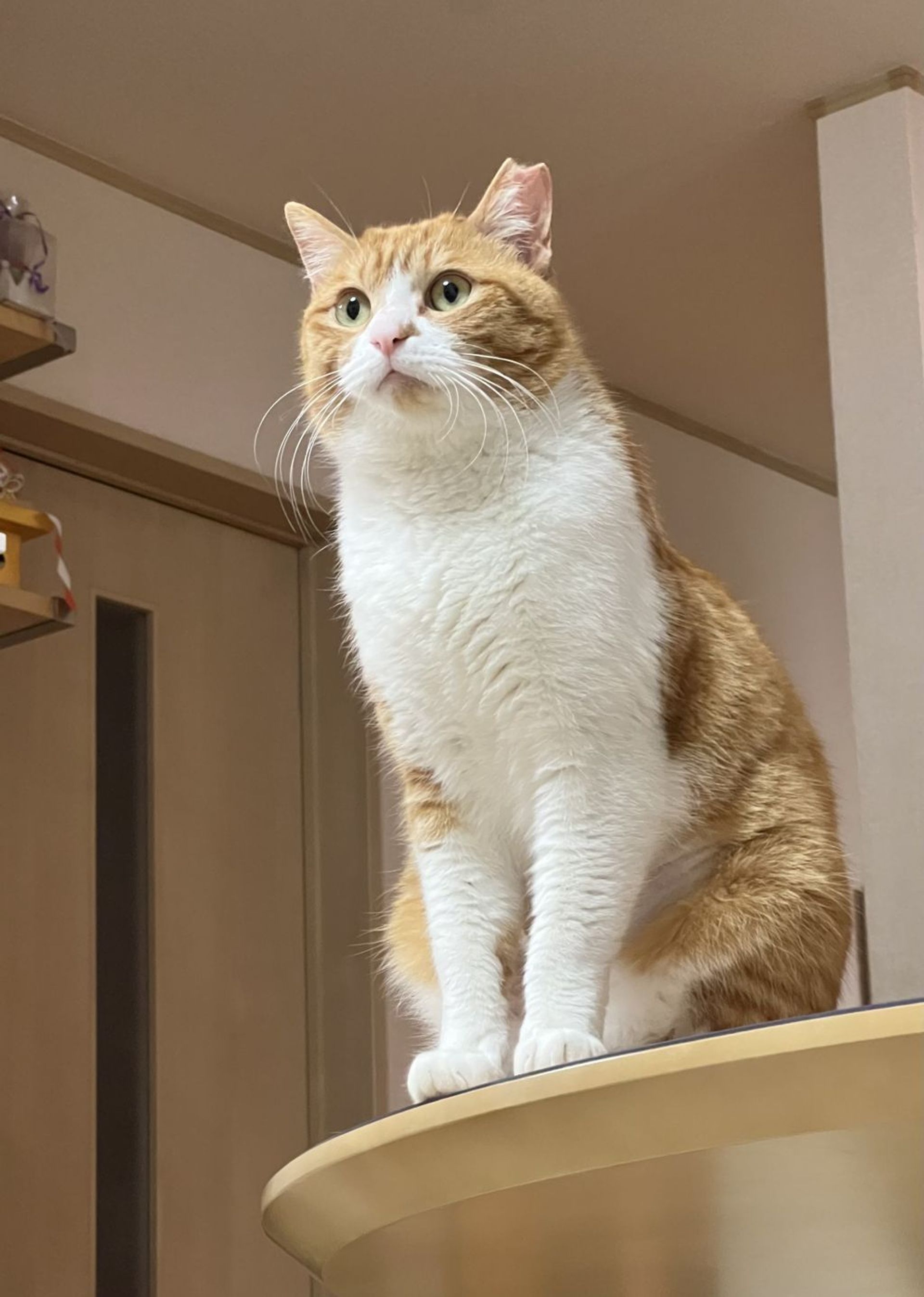 雑種（ミックス猫）・オスの里親募集の写真