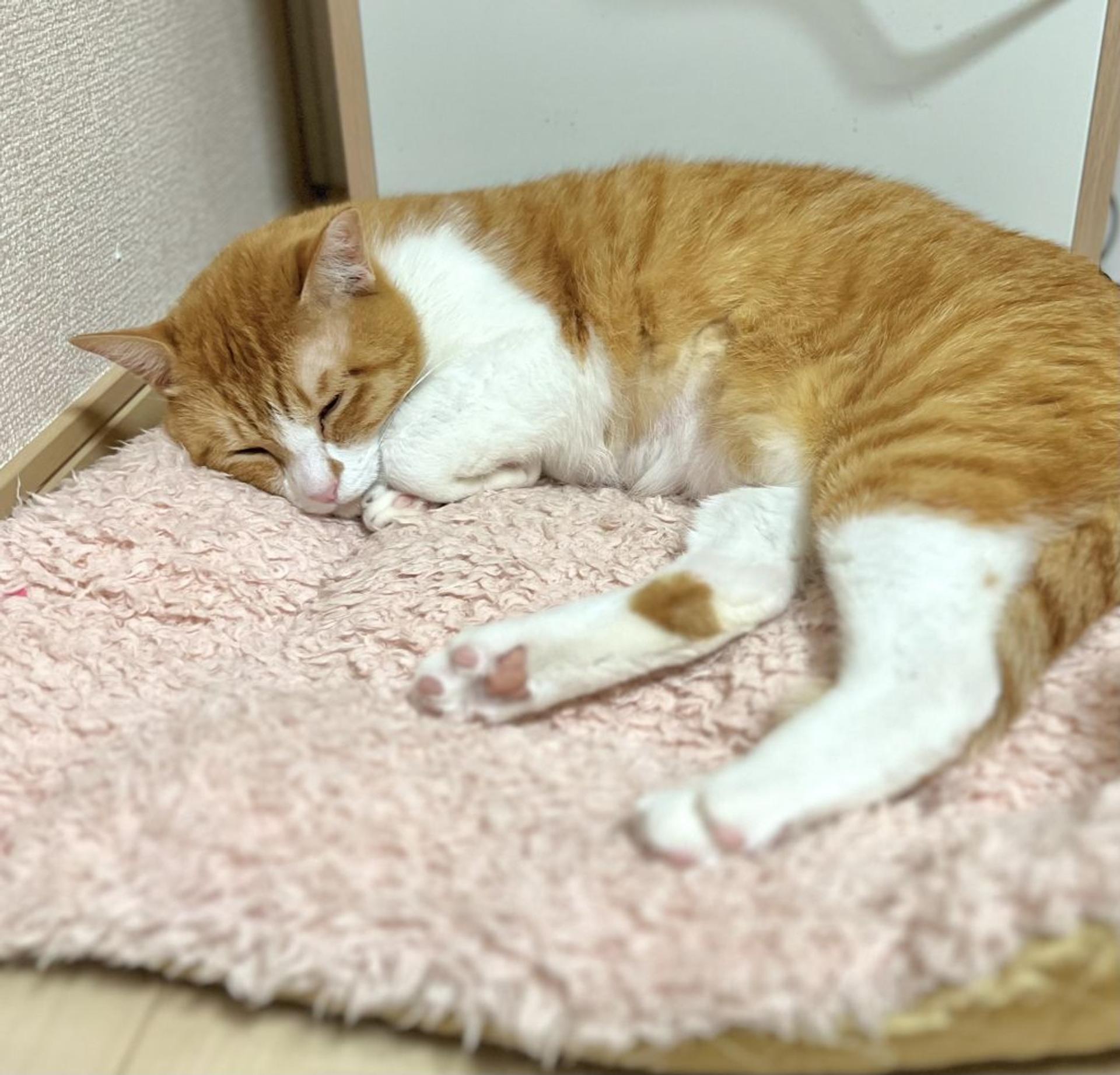 pet-image-2