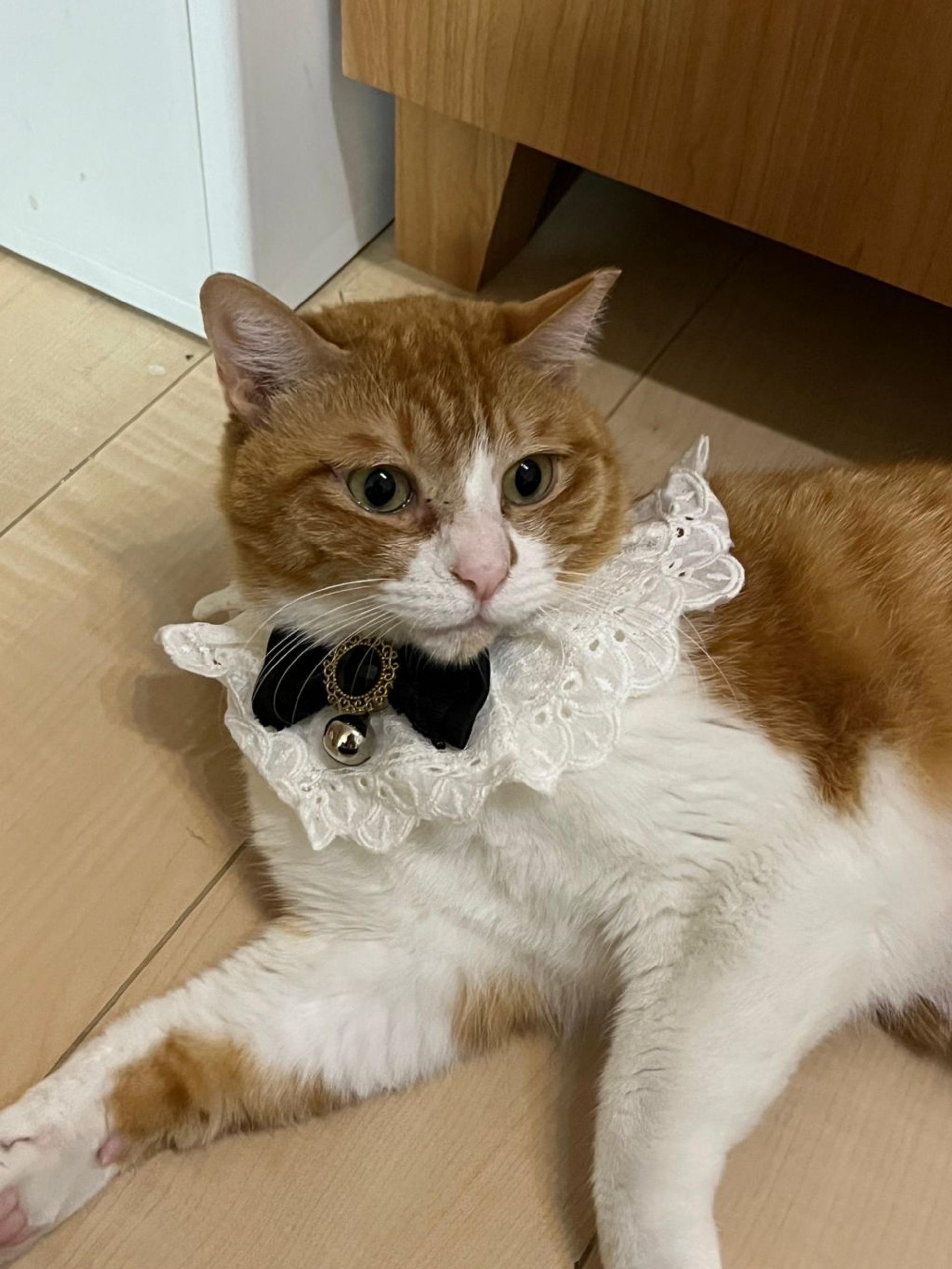 pet-image-3