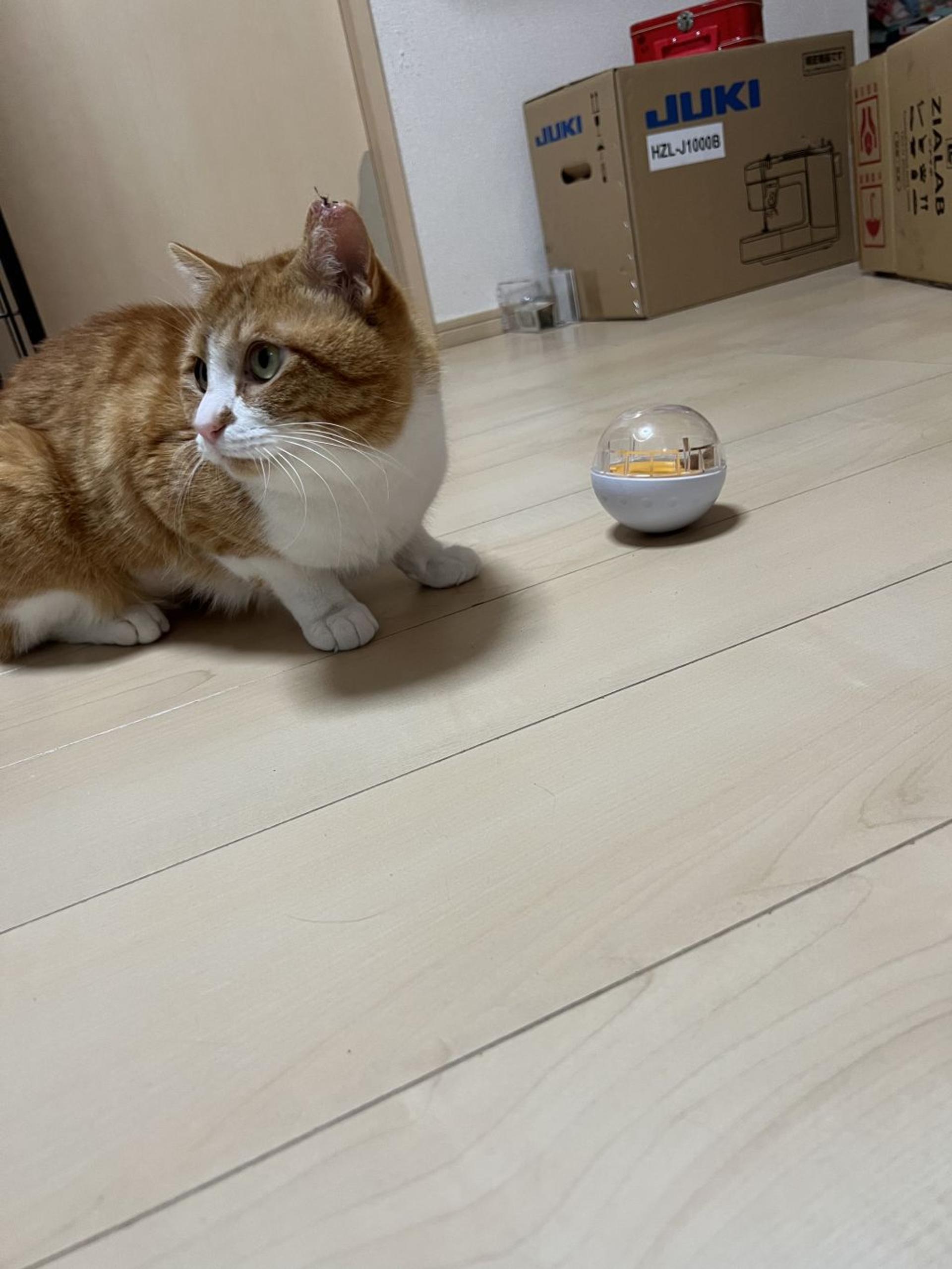 pet-image-5
