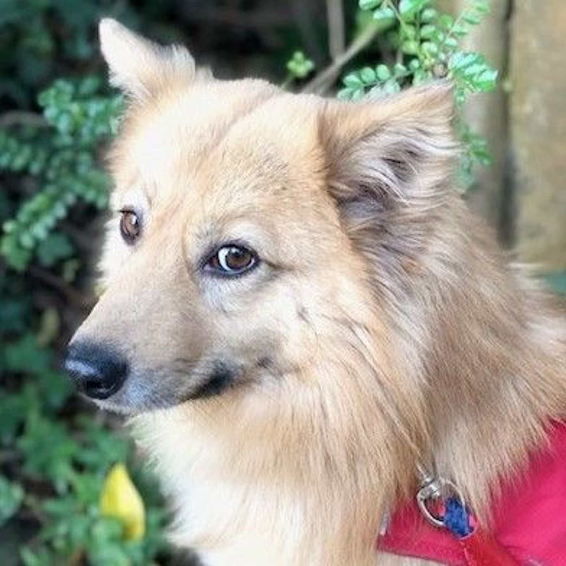 雑種（ミックス犬）・オスの里親募集の写真