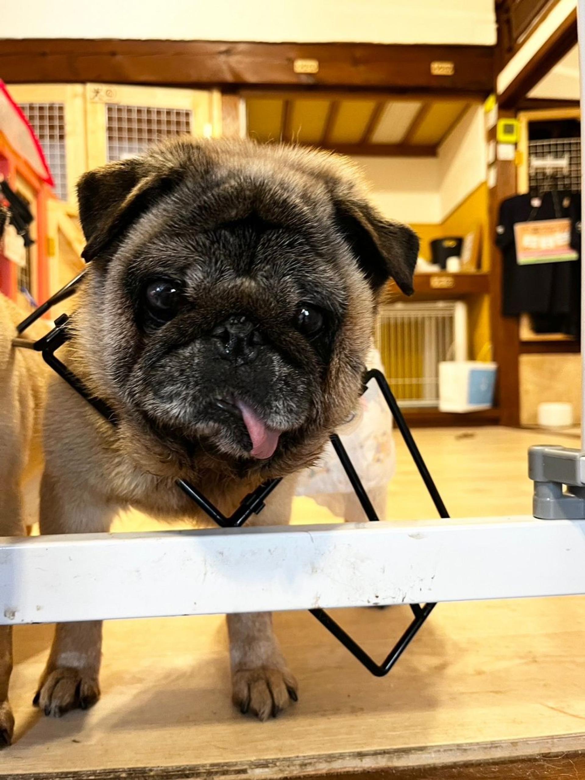 pet-image-8