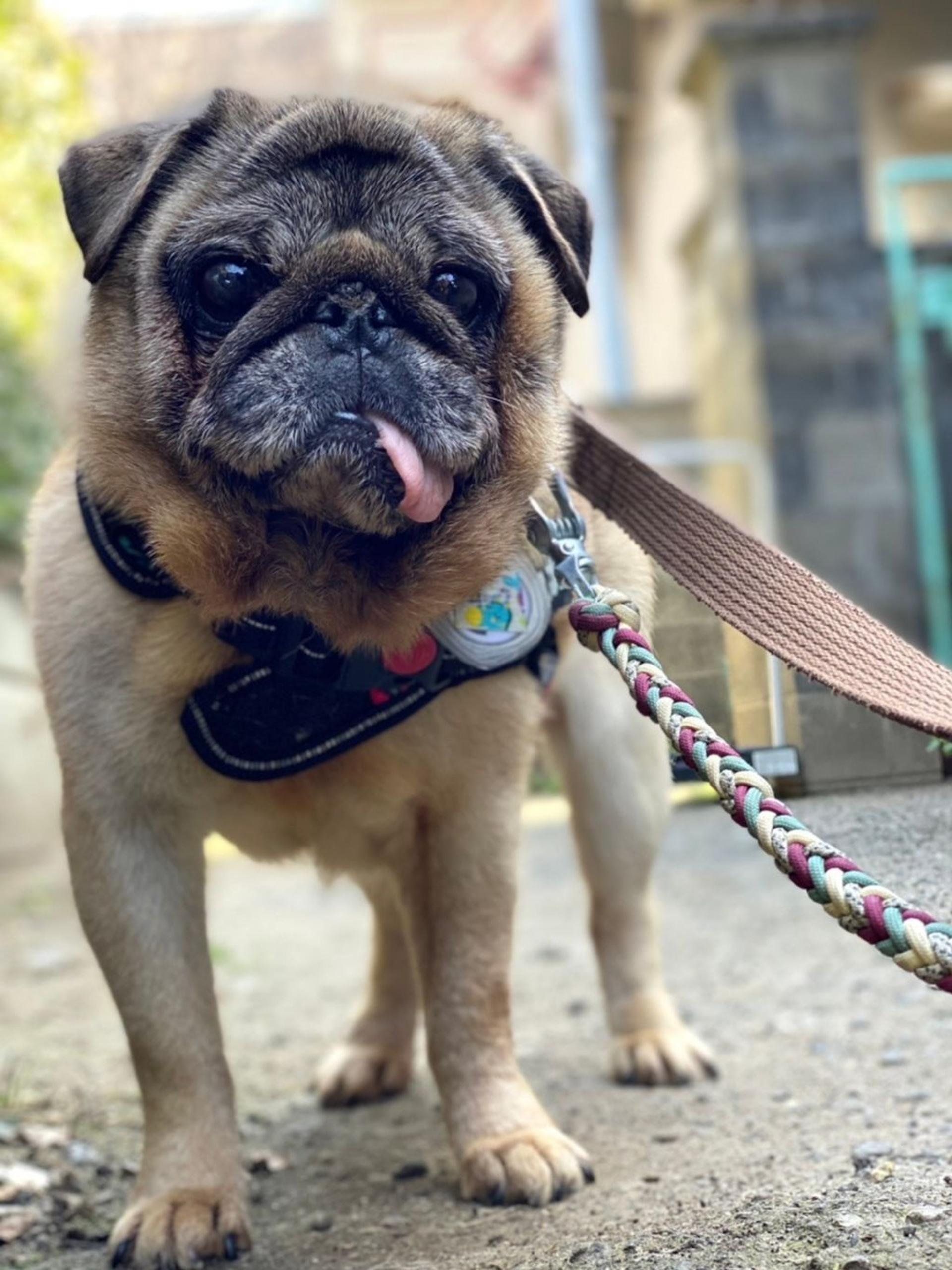 pet-image-9