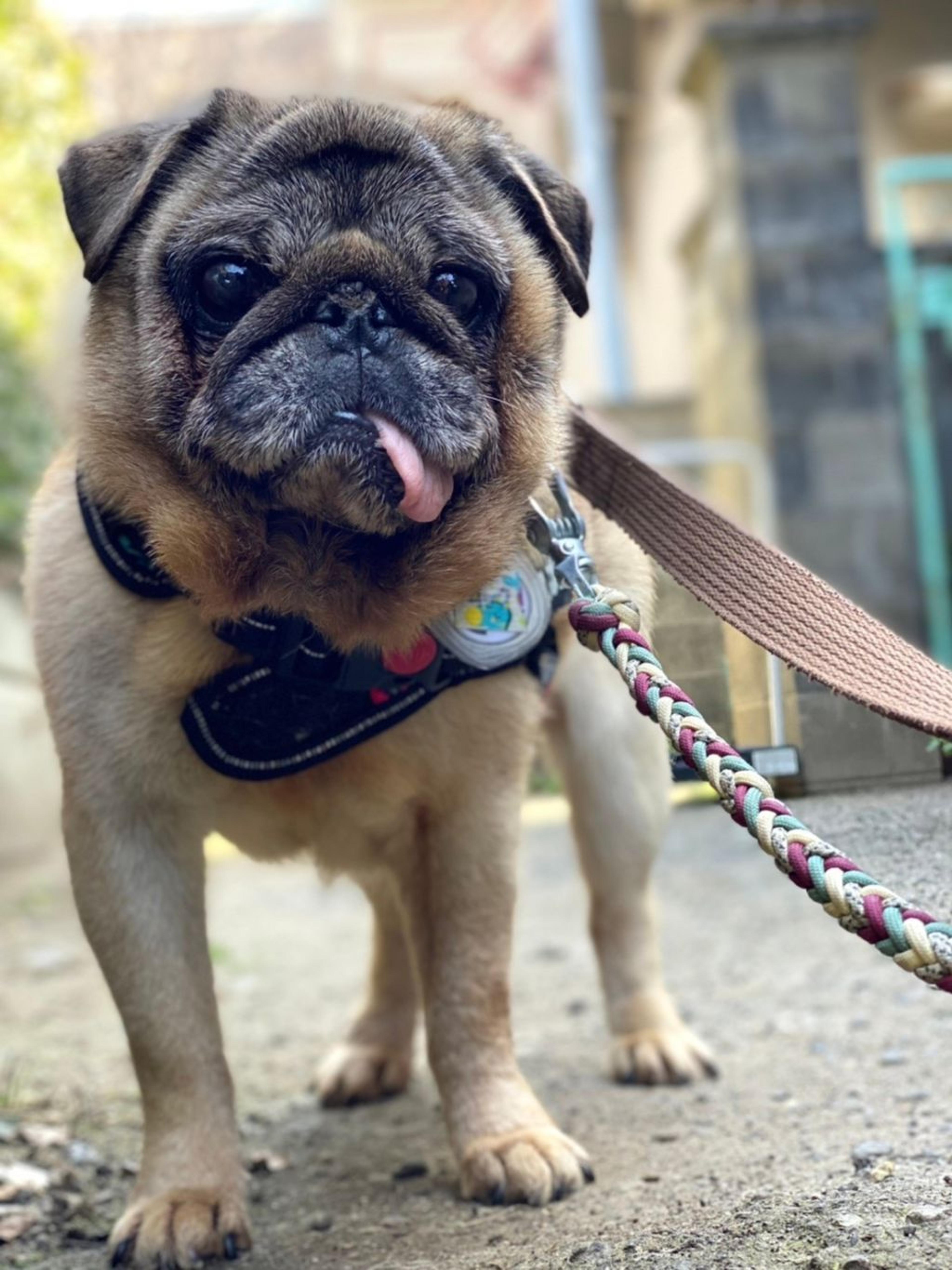 pet-image-9