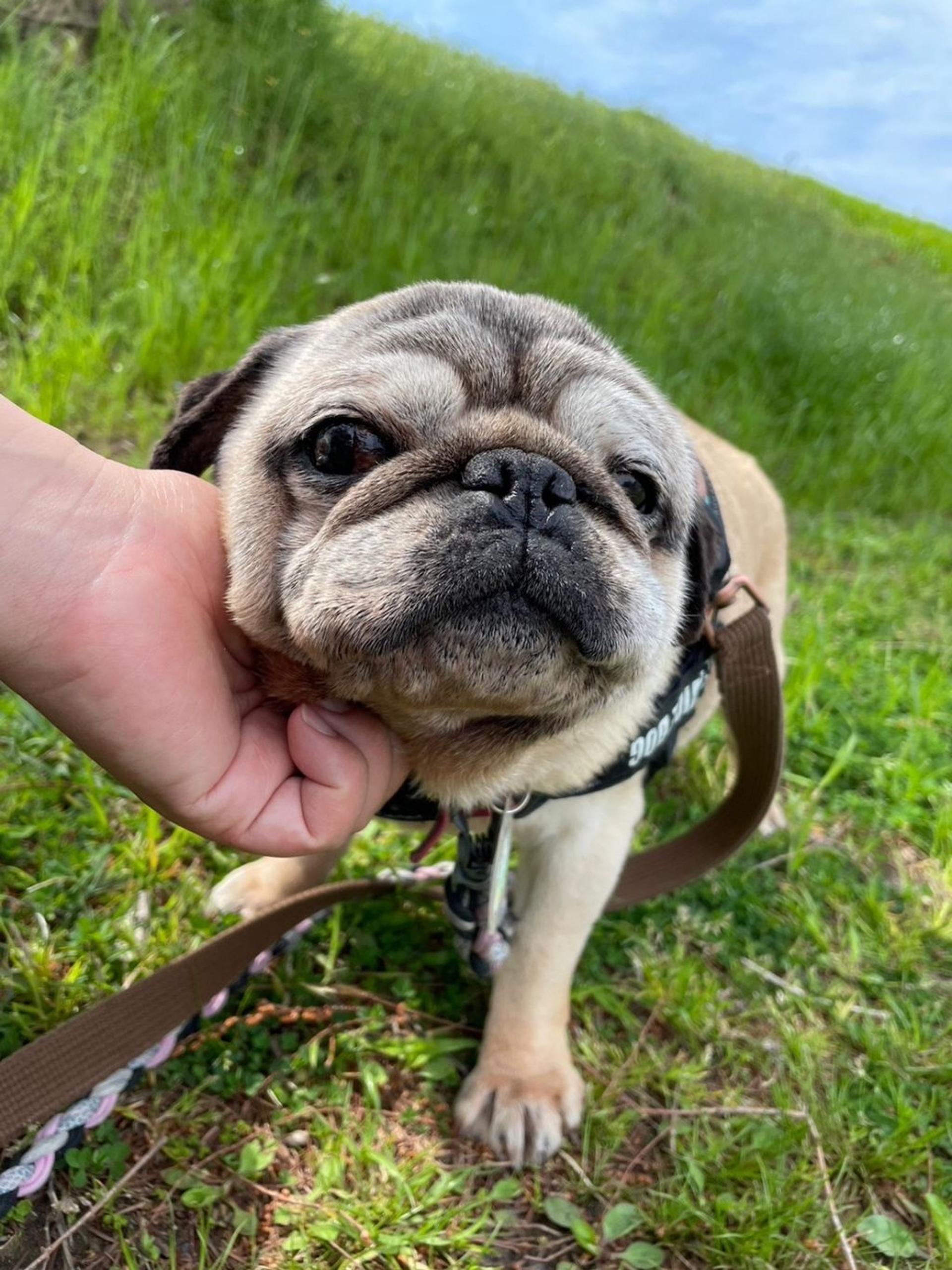 pet-image-2