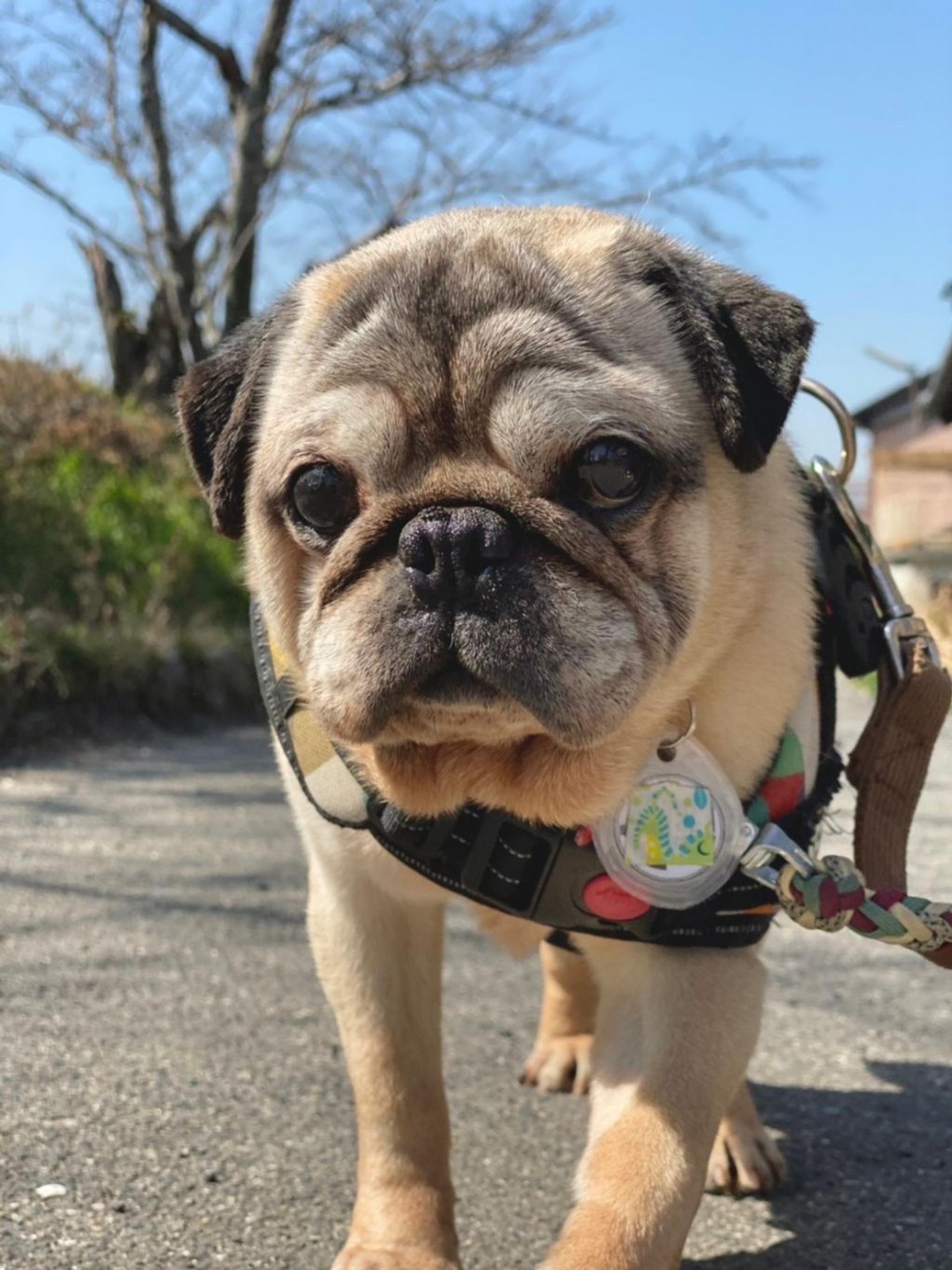 pet-image-5