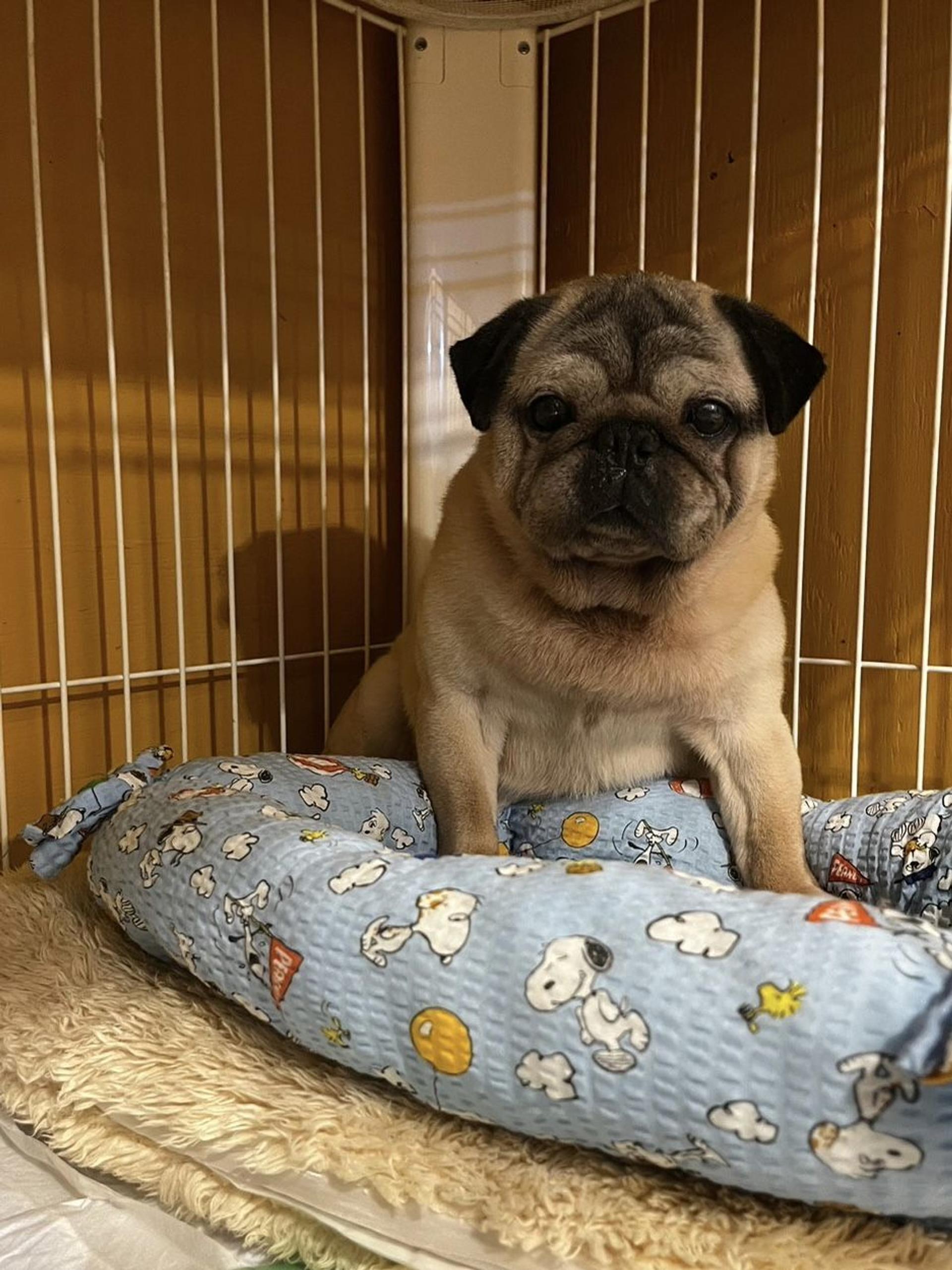 pet-image-7