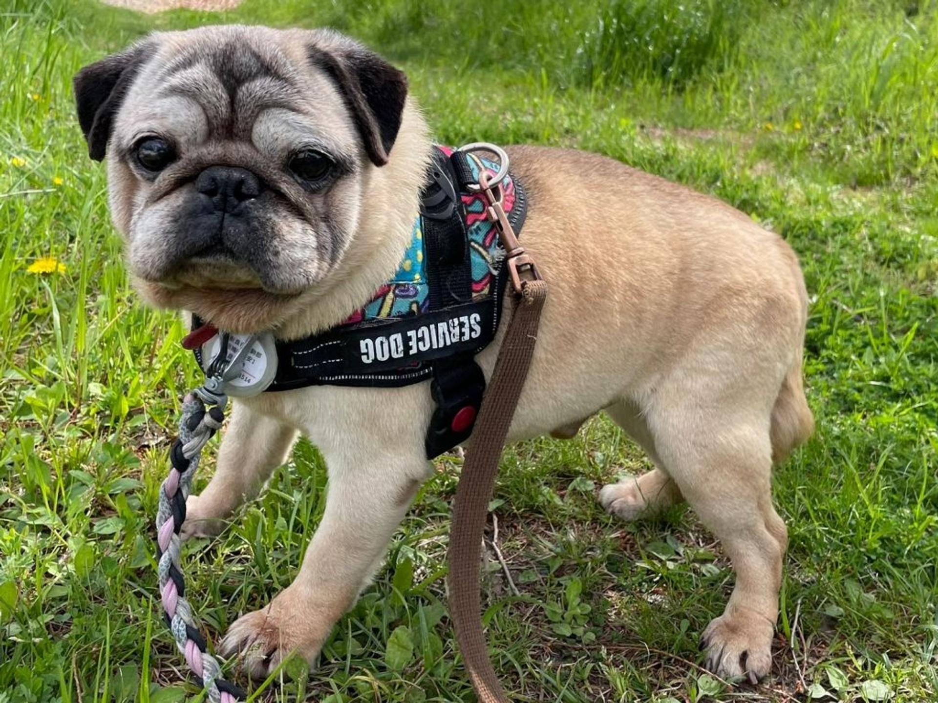 pet-image-9