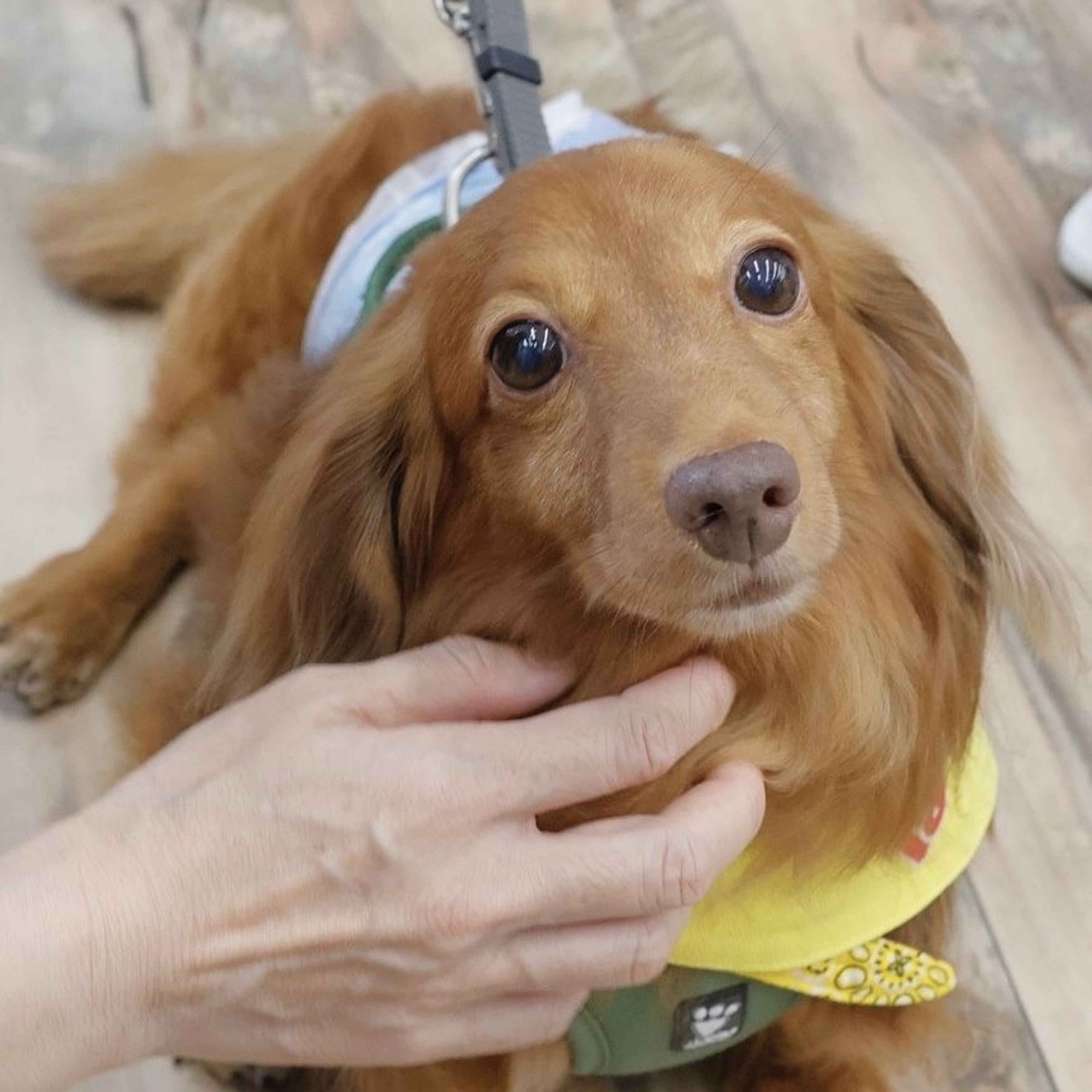 pet-image-2
