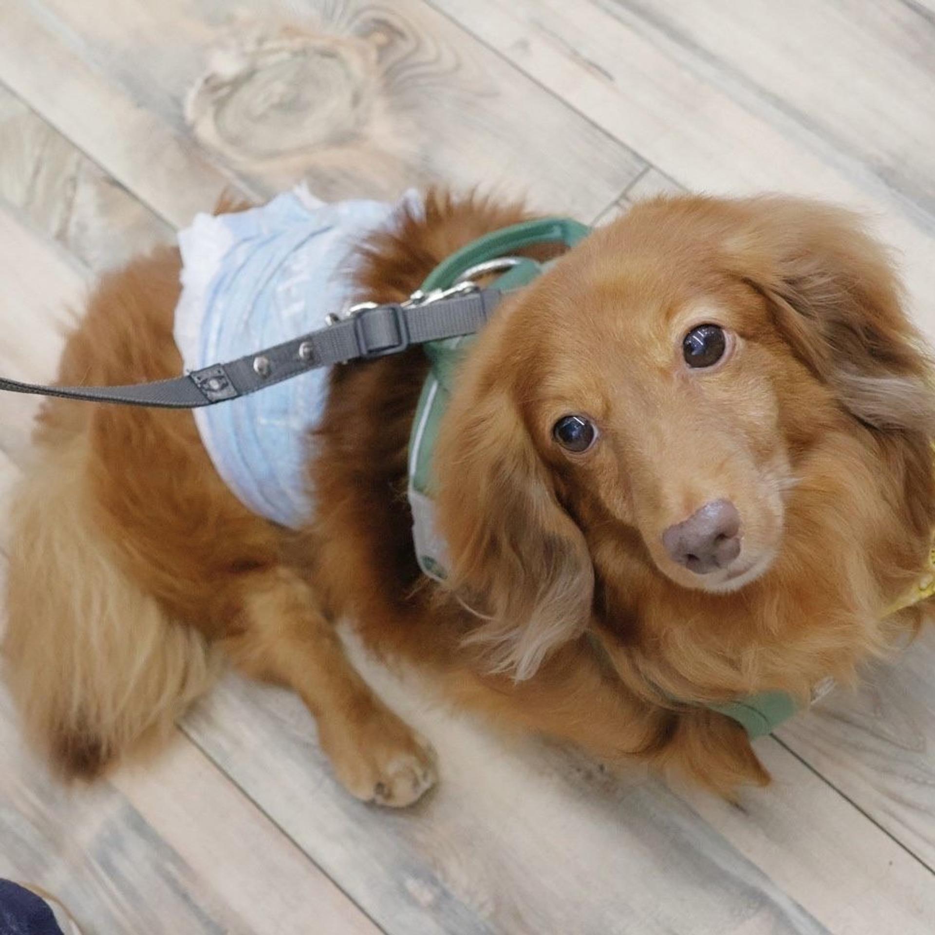 pet-image-3