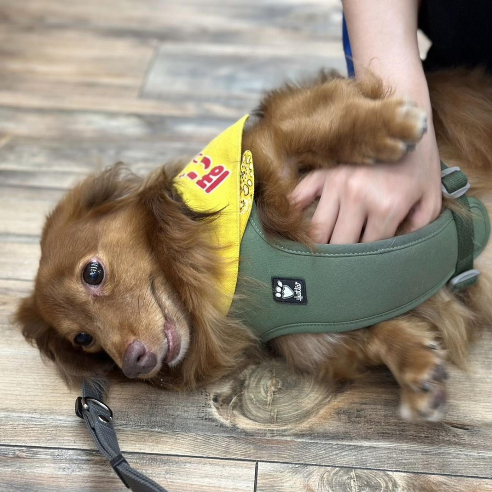 pet-image-4