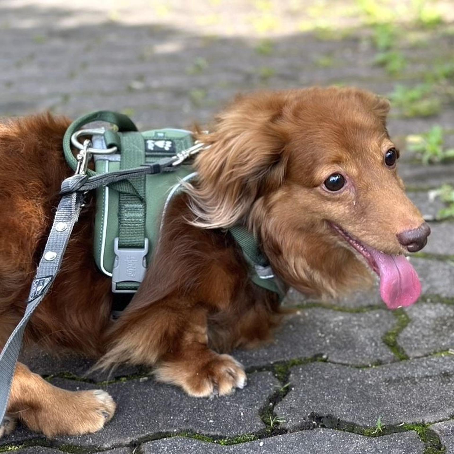 pet-image-5