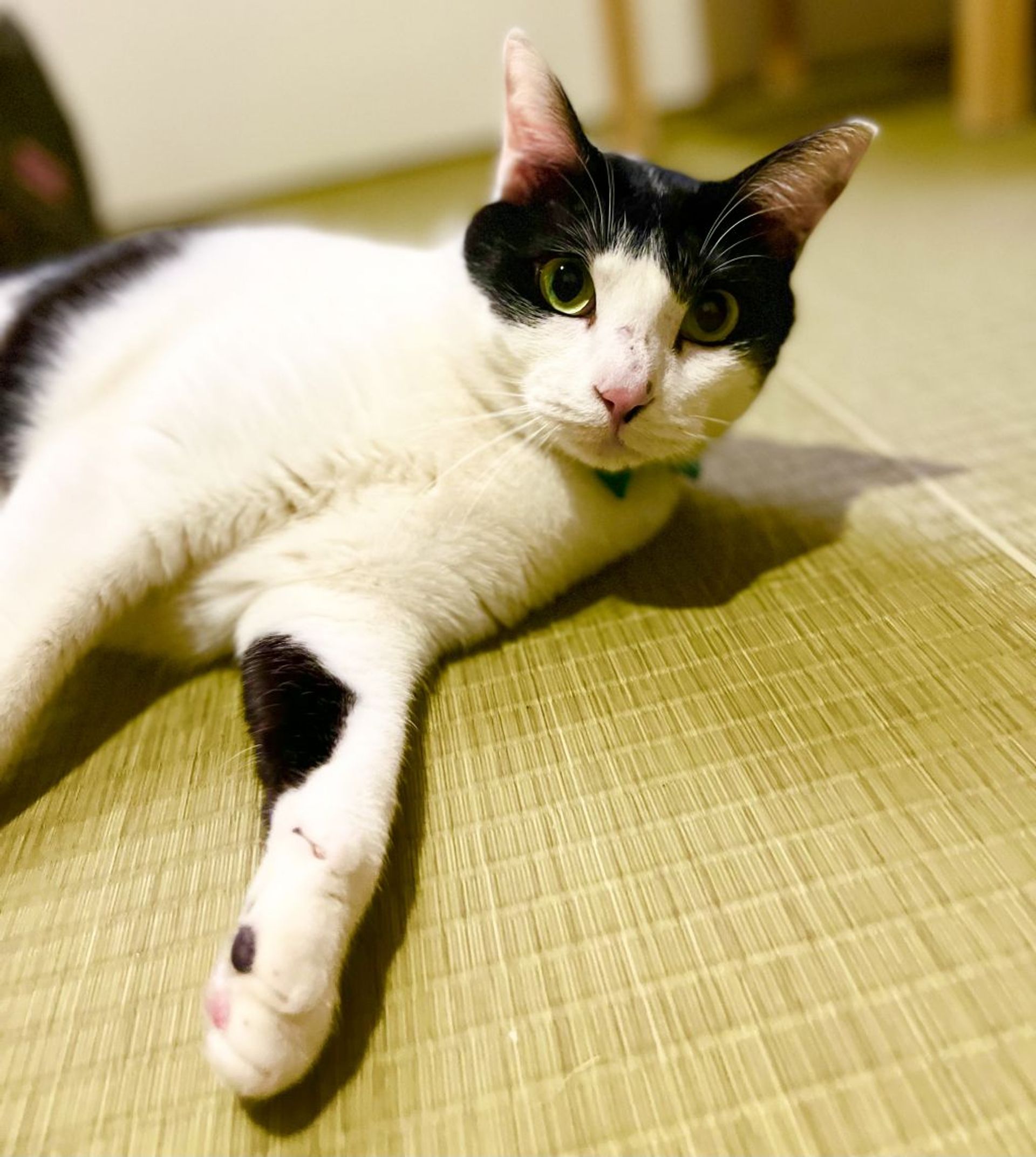 雑種（ミックス猫）・オスの里親募集の写真