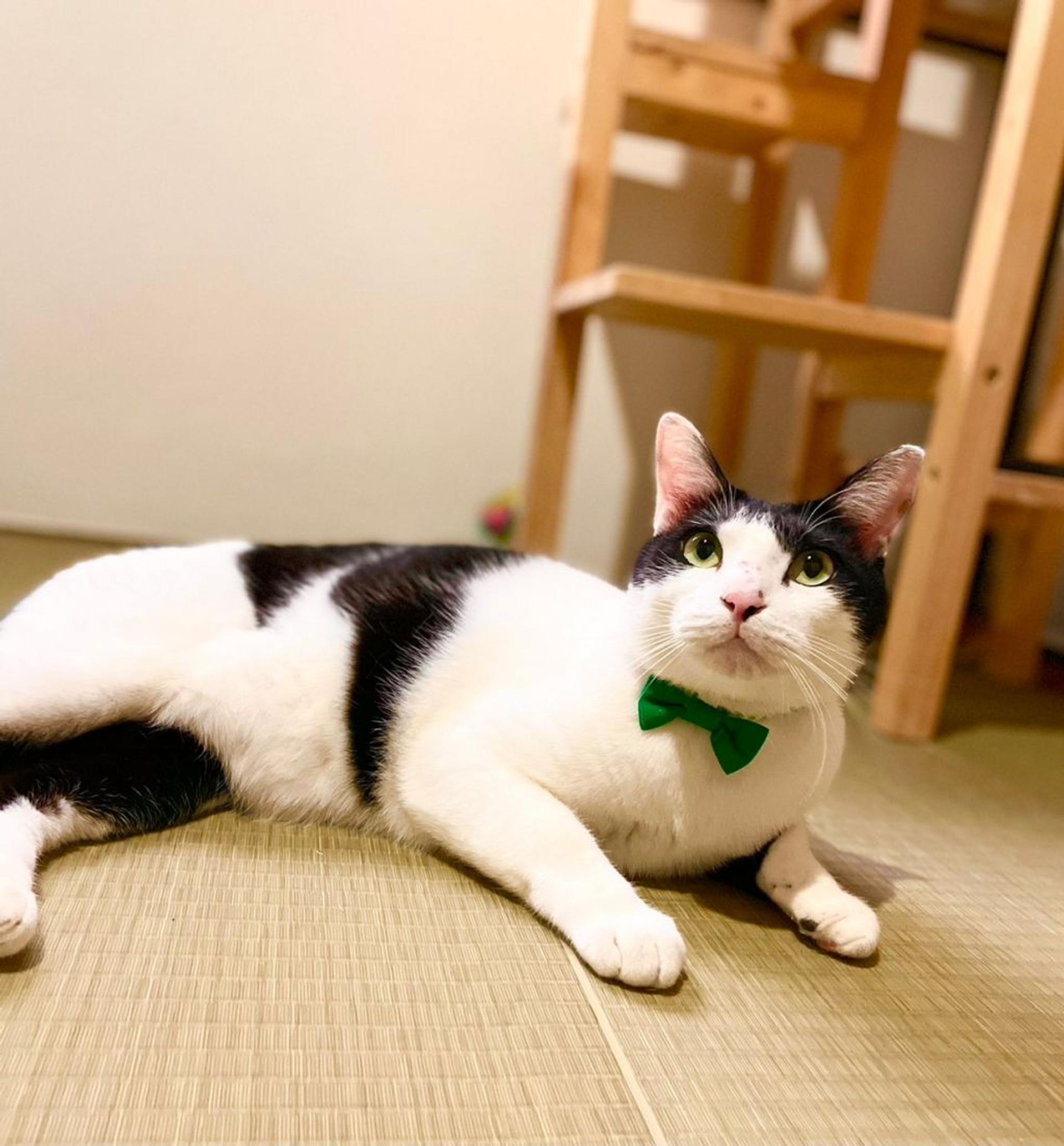 pet-image-4