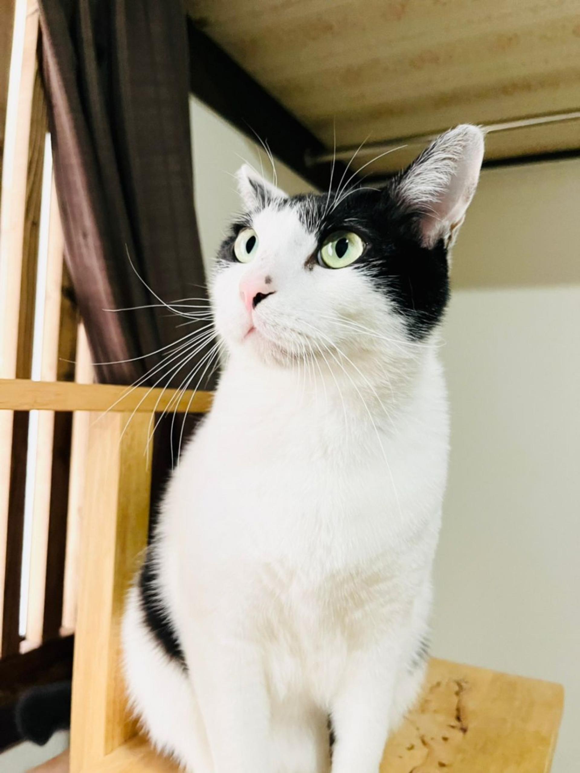pet-image-6