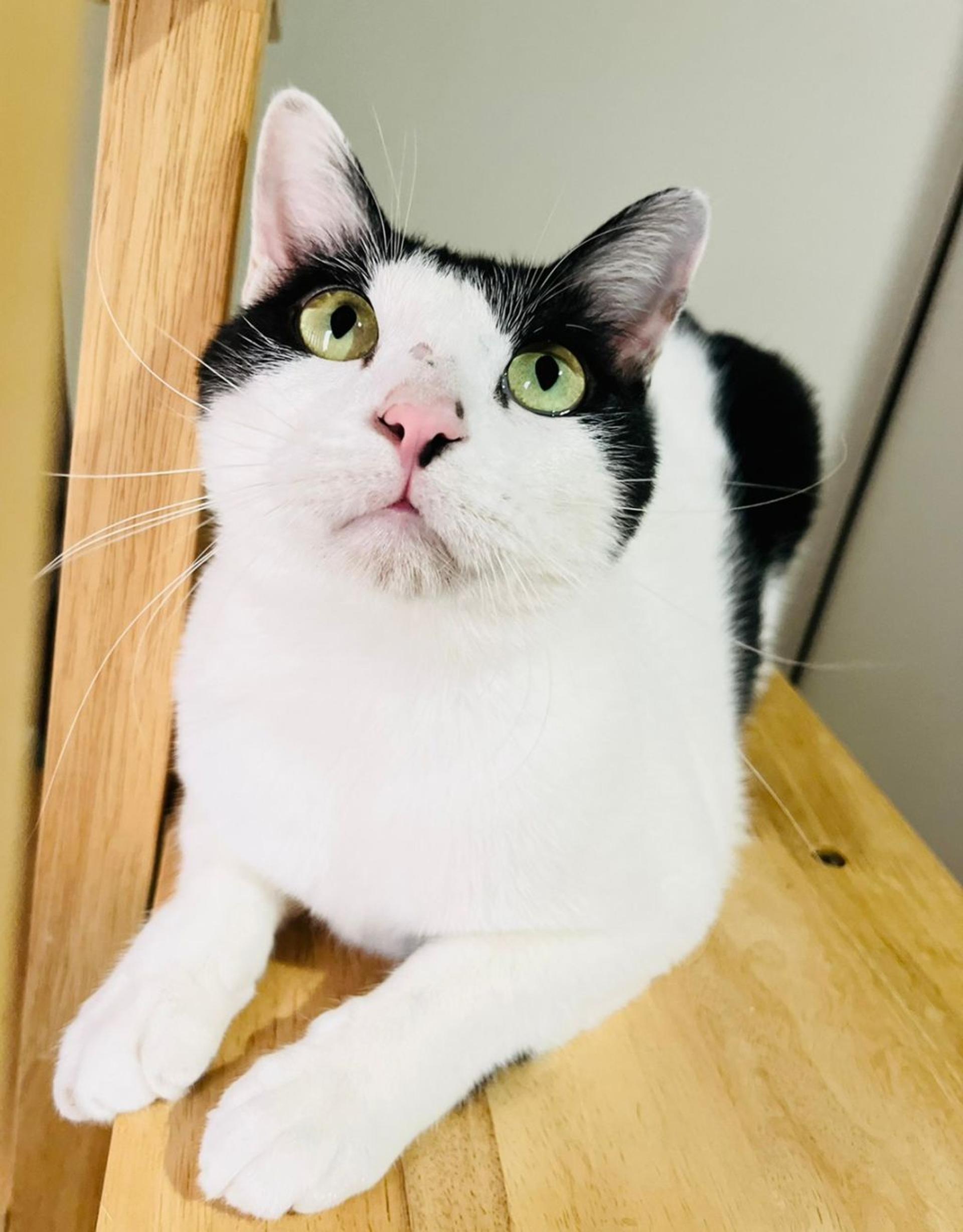 pet-image-9