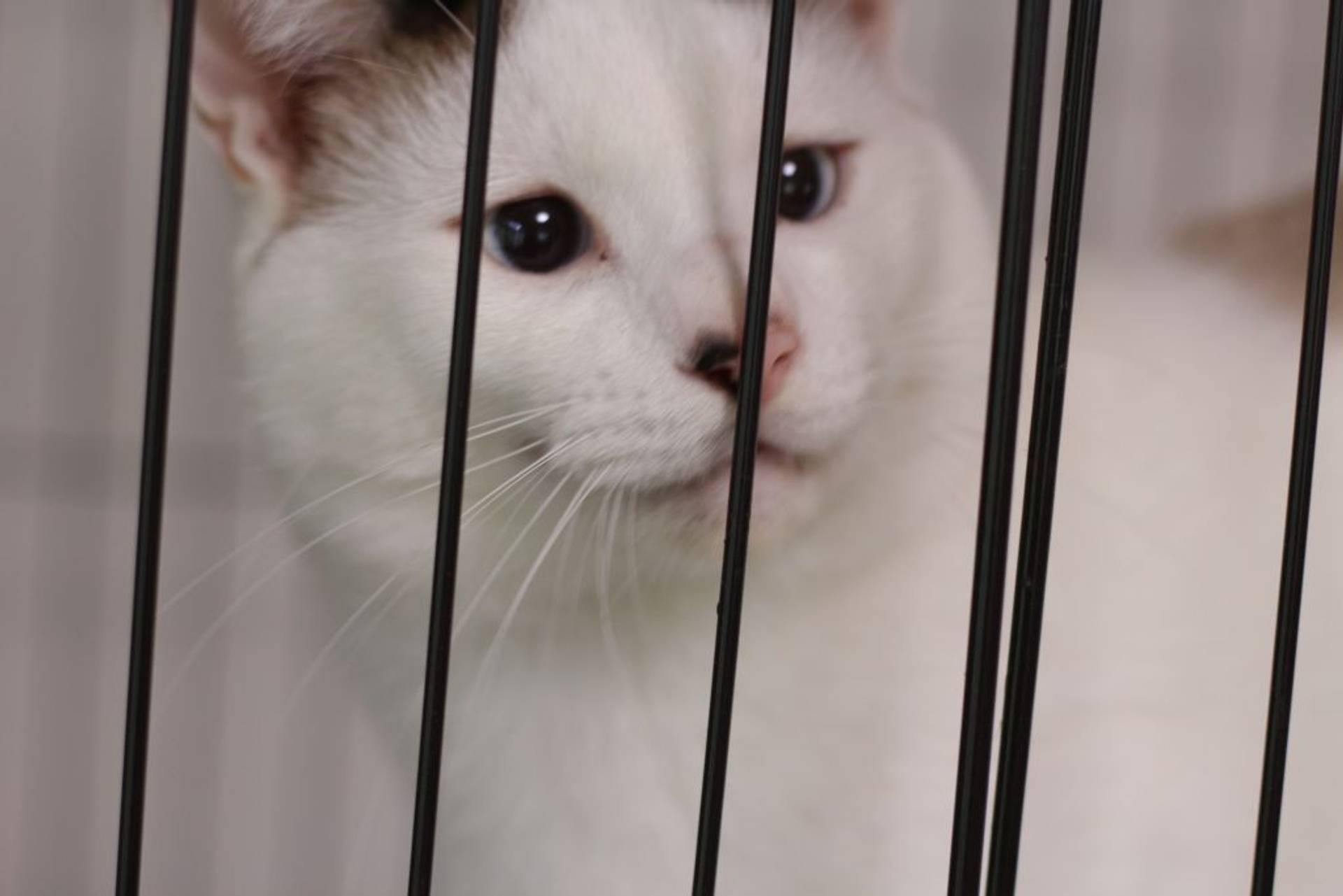 雑種（ミックス猫）・オスの里親募集の写真