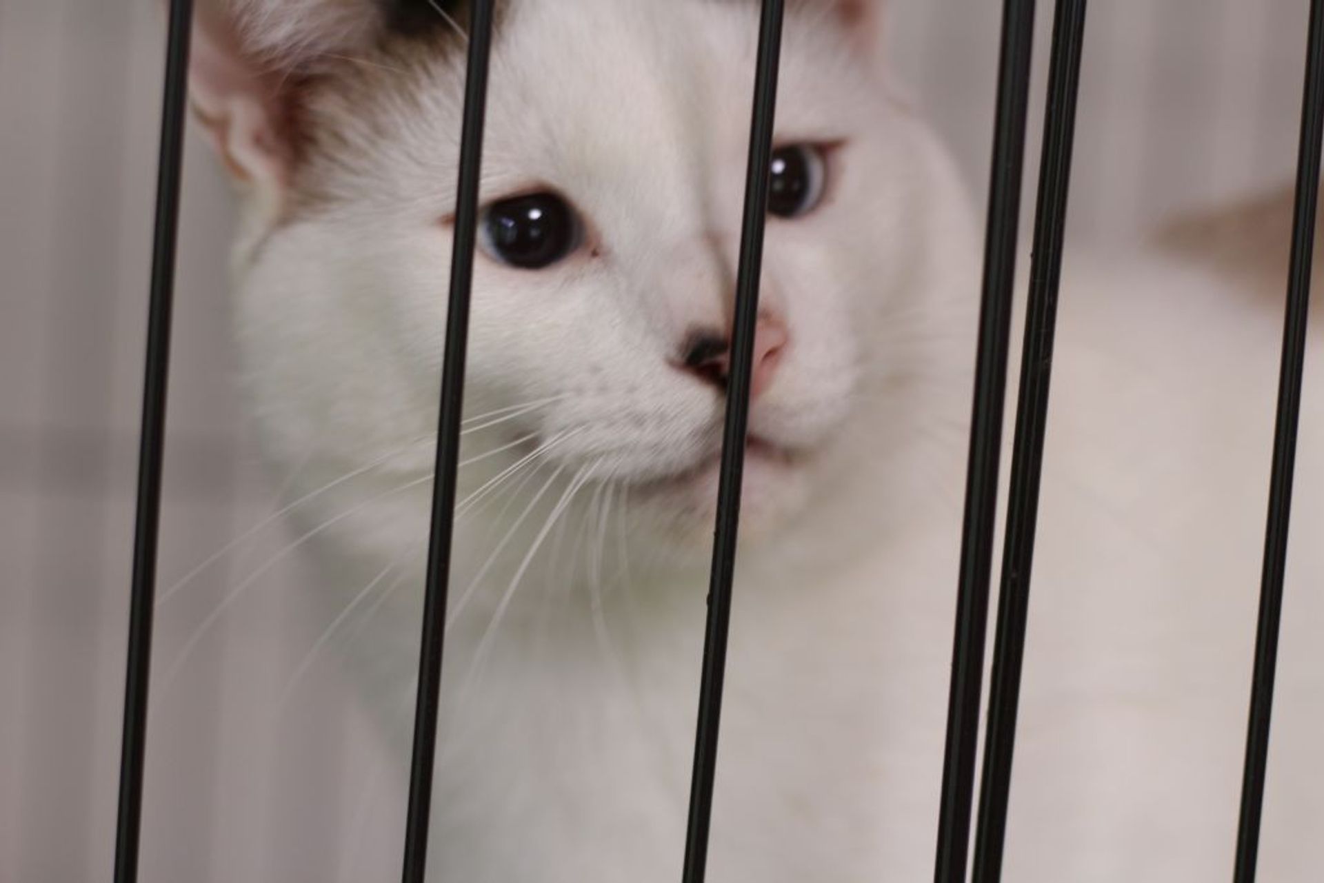 雑種（ミックス猫）・オスの里親募集の写真