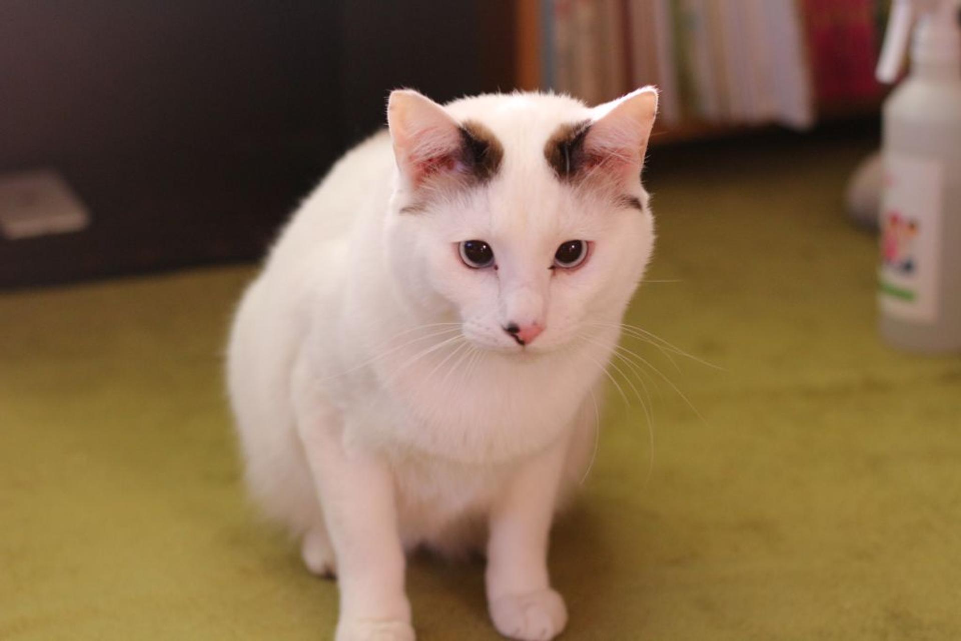 pet-image-2