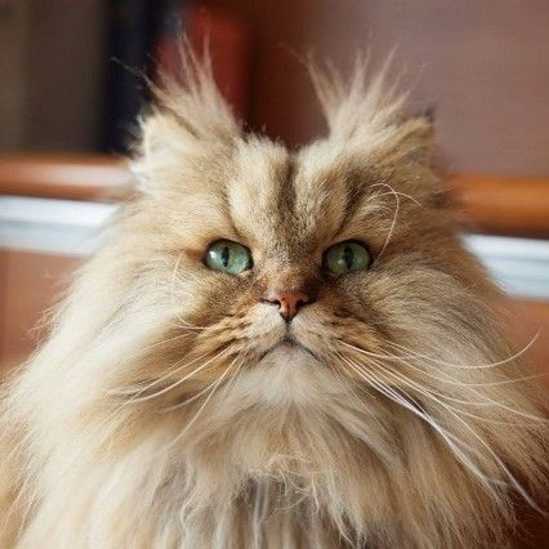 雑種（ミックス猫）・オスの里親募集の写真