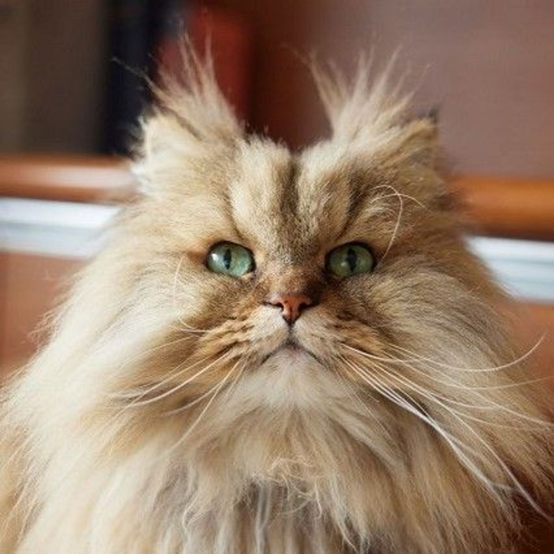 雑種（ミックス猫）・オスの里親募集の写真