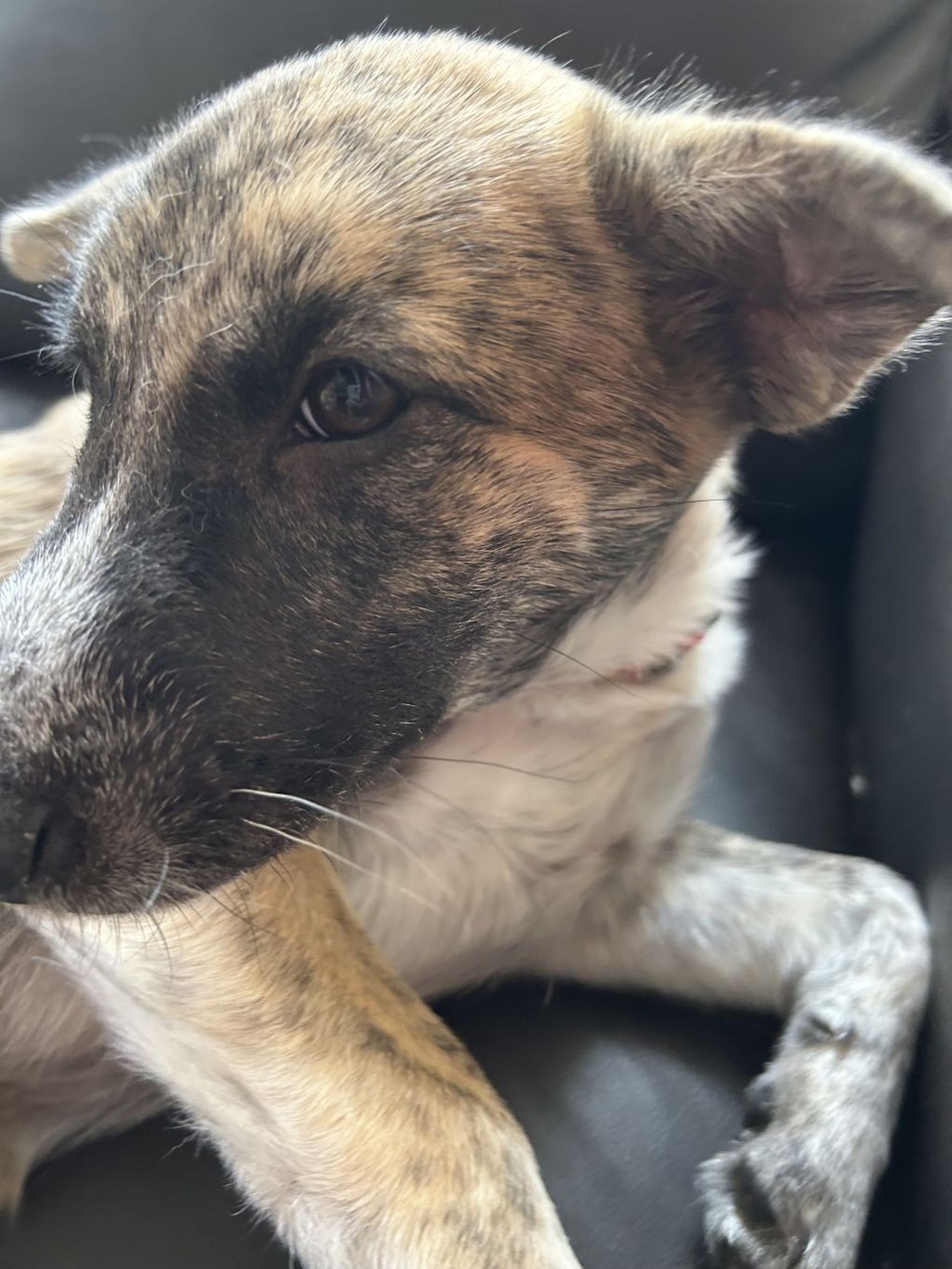 雑種（ミックス犬）・メスの里親募集の写真