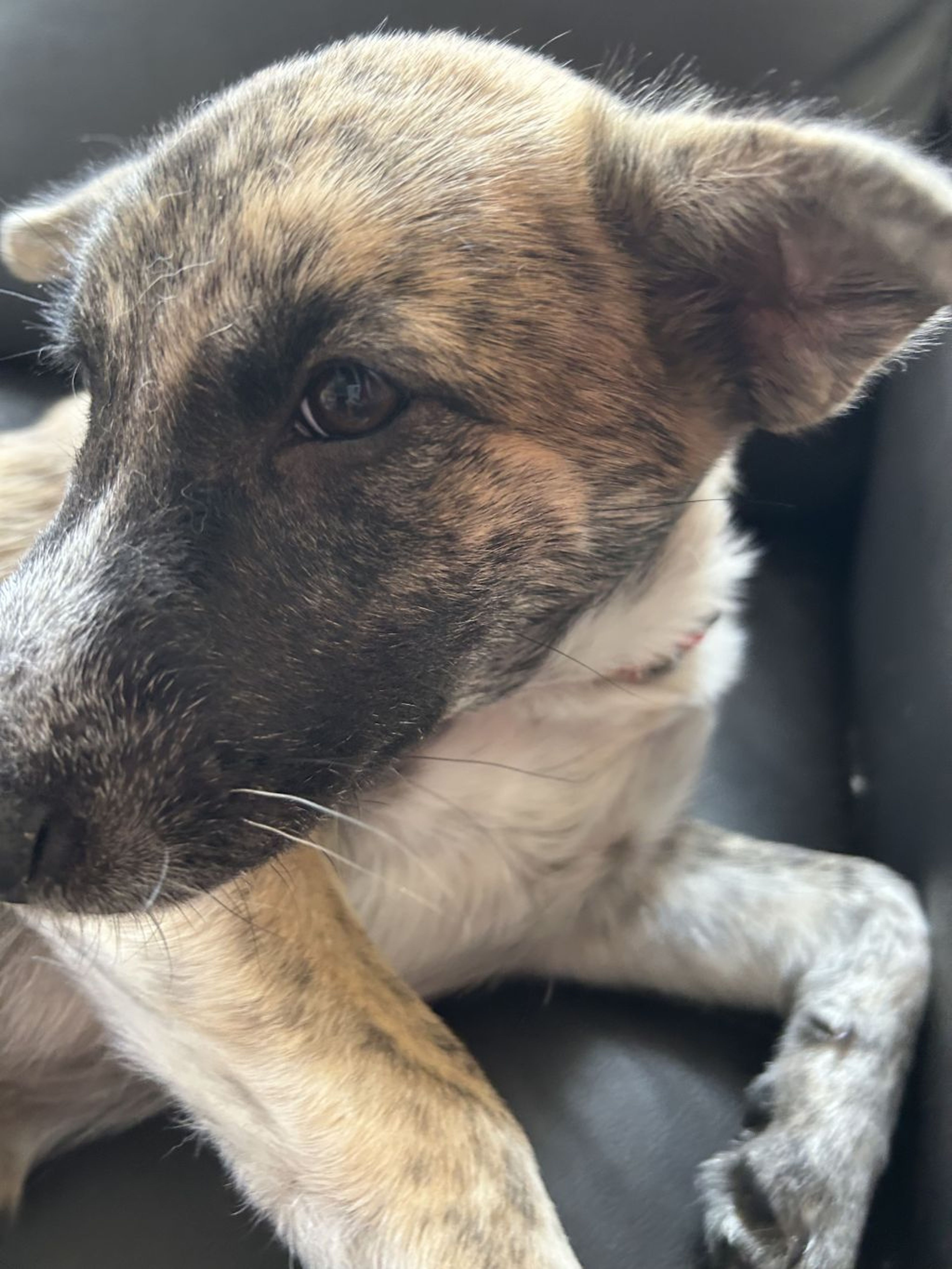 雑種（ミックス犬）・メスの里親募集の写真