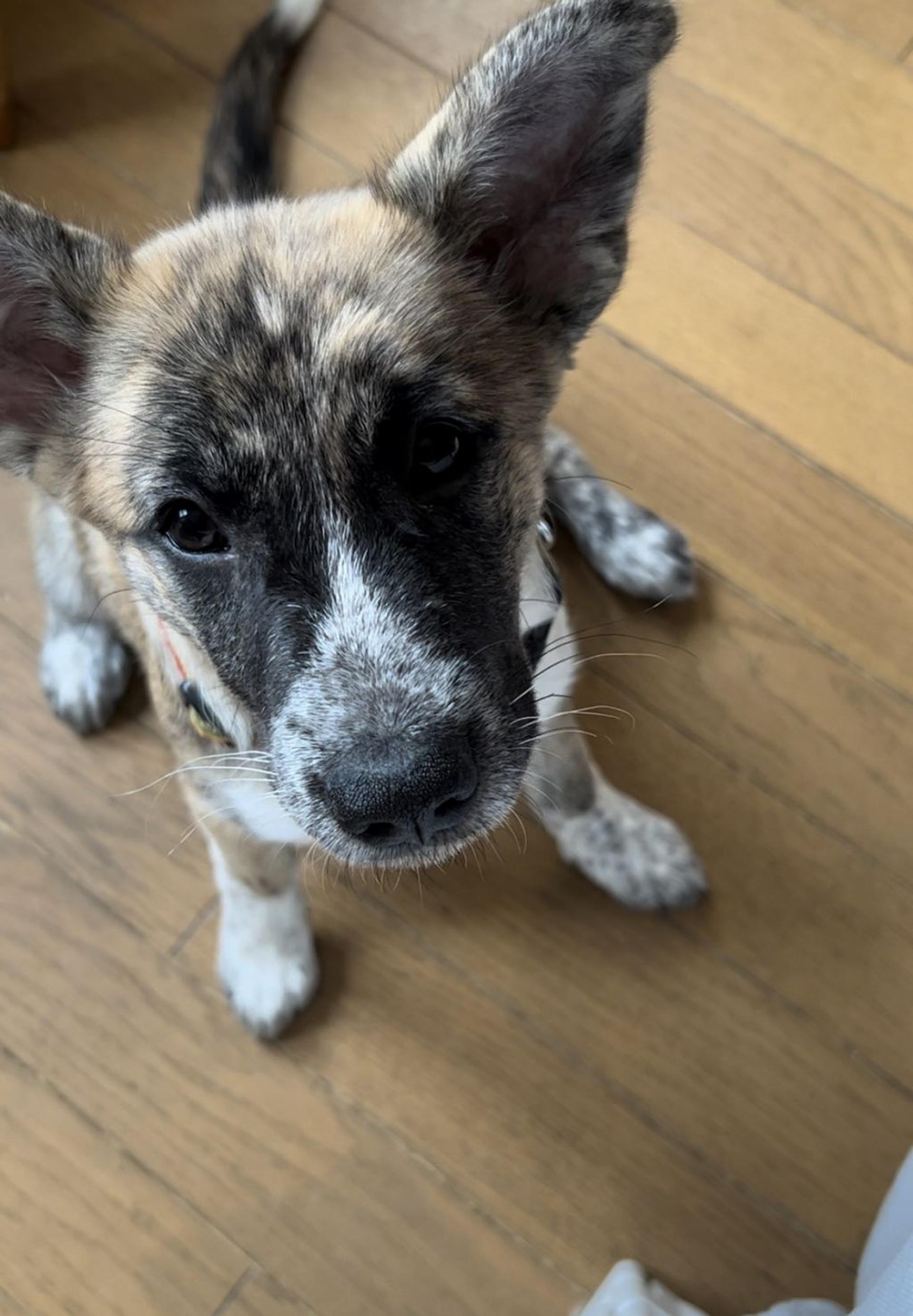 pet-image-2