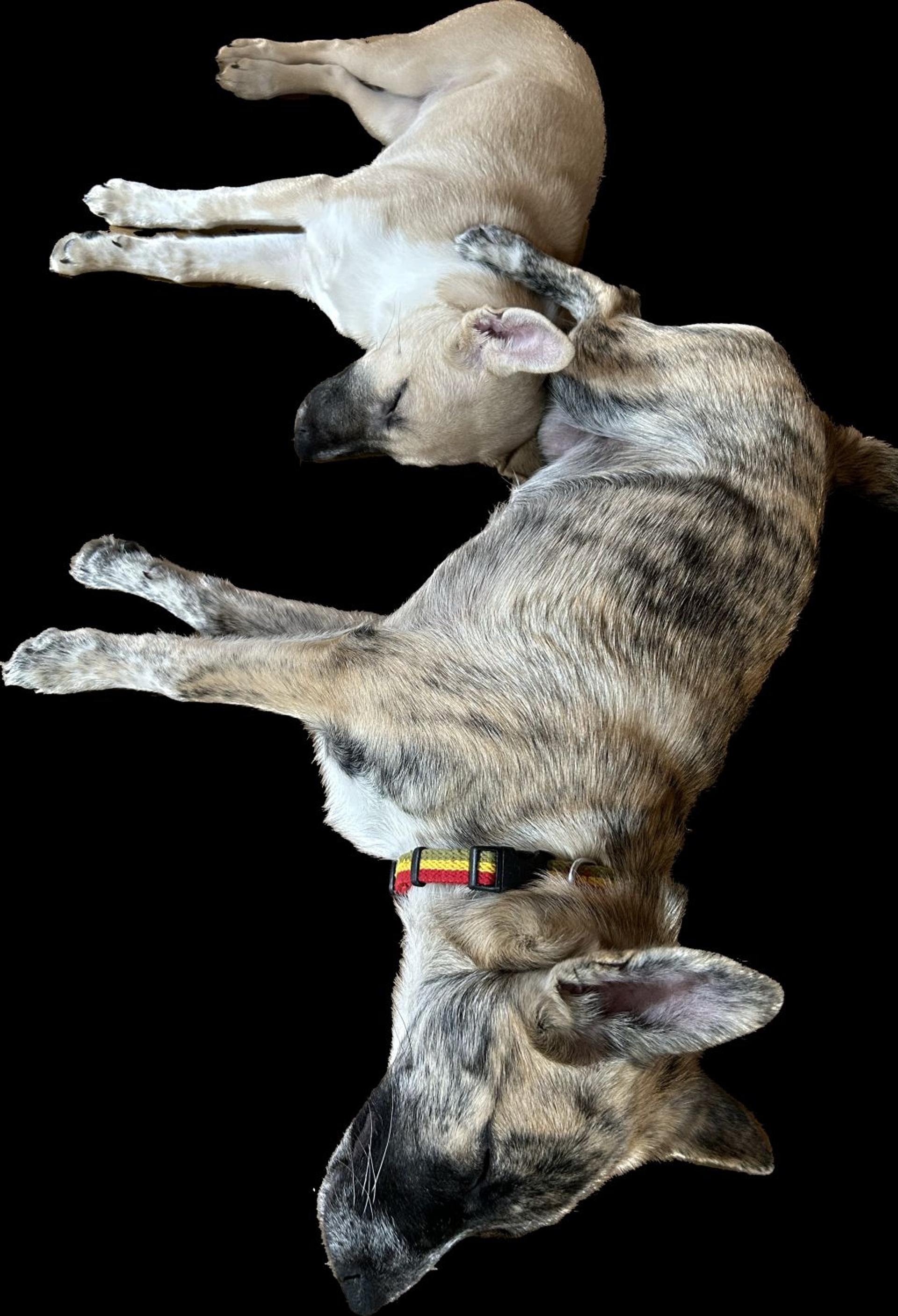 pet-image-8