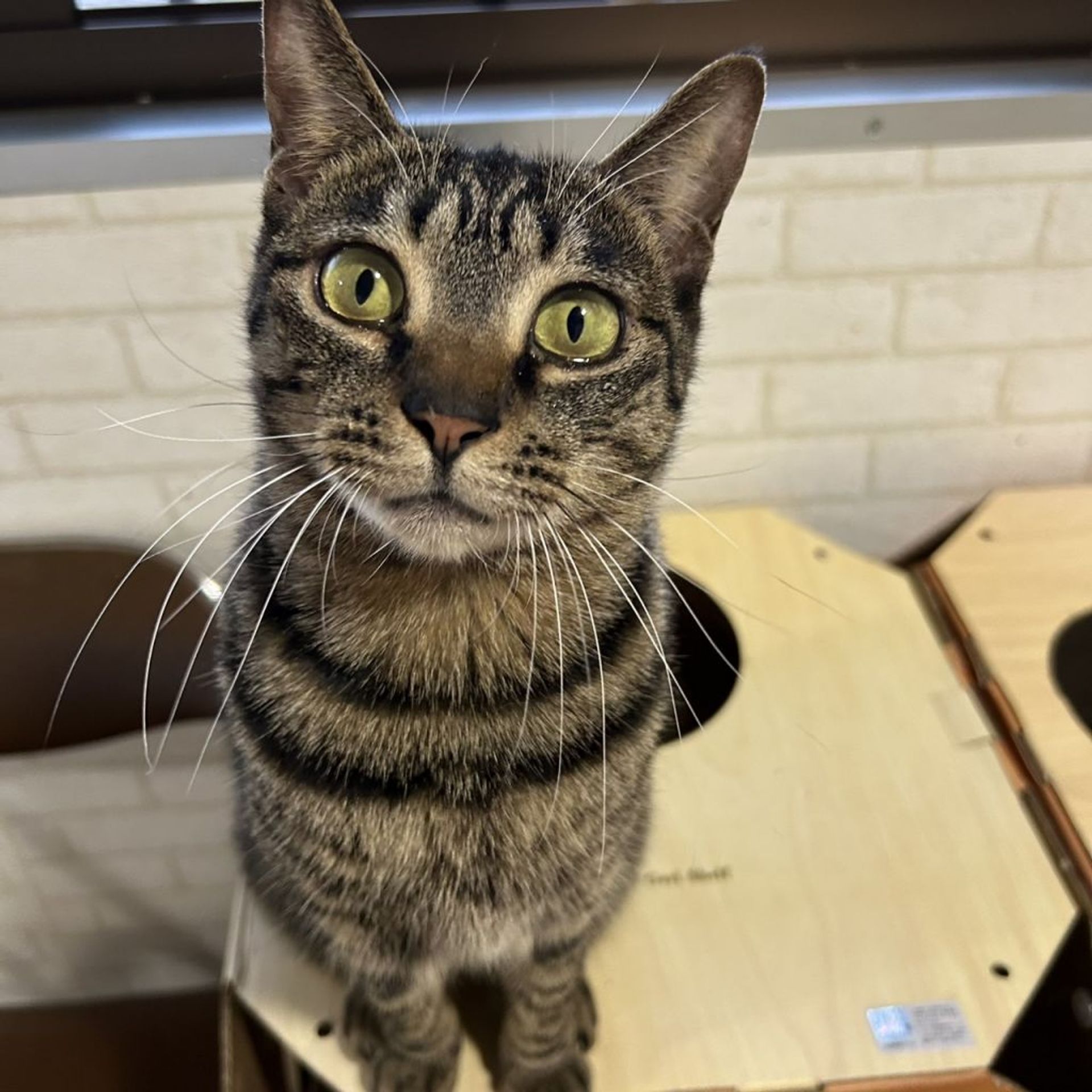 雑種（ミックス猫）・メスの里親募集の写真