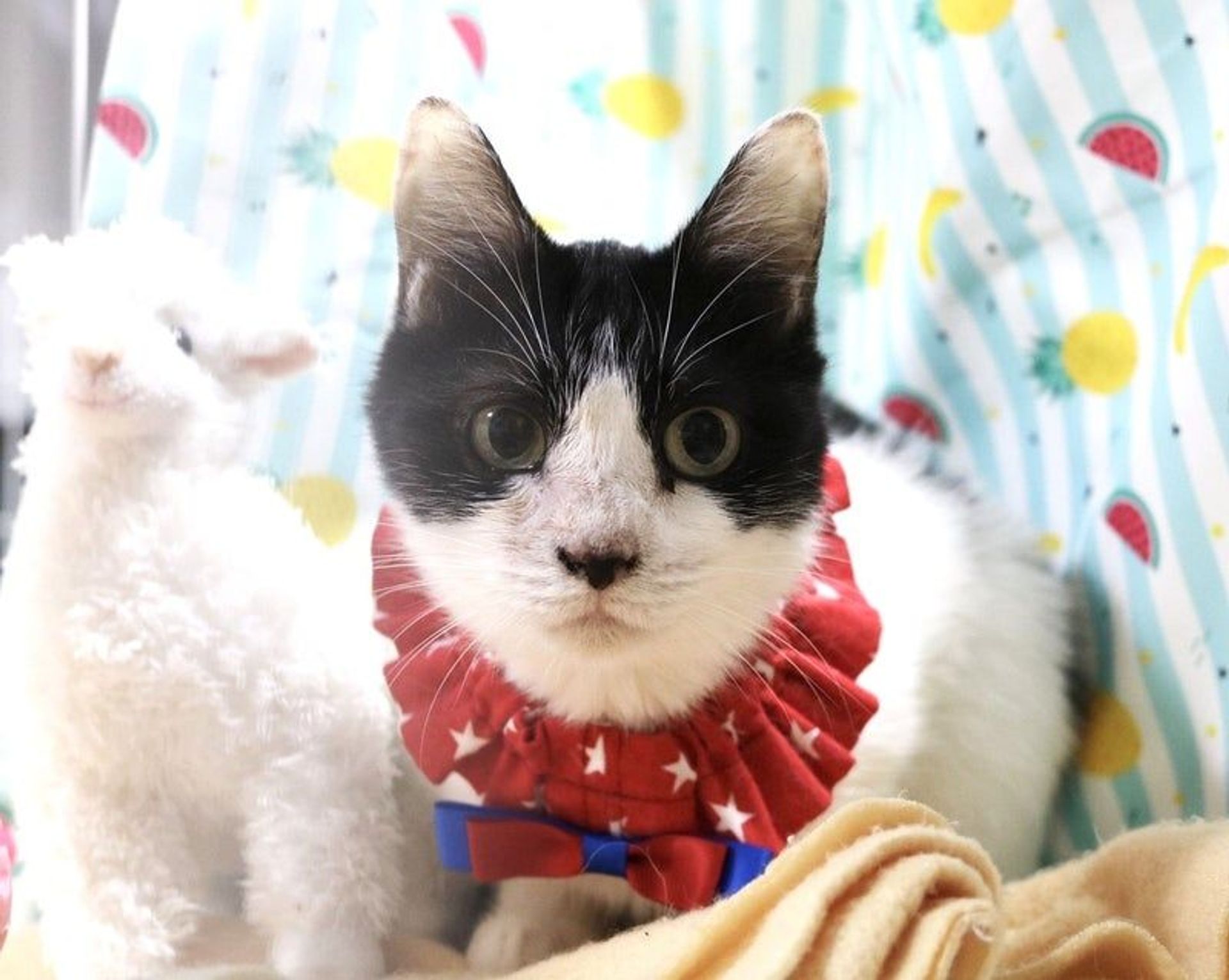 雑種（ミックス猫）・メスの里親募集の写真
