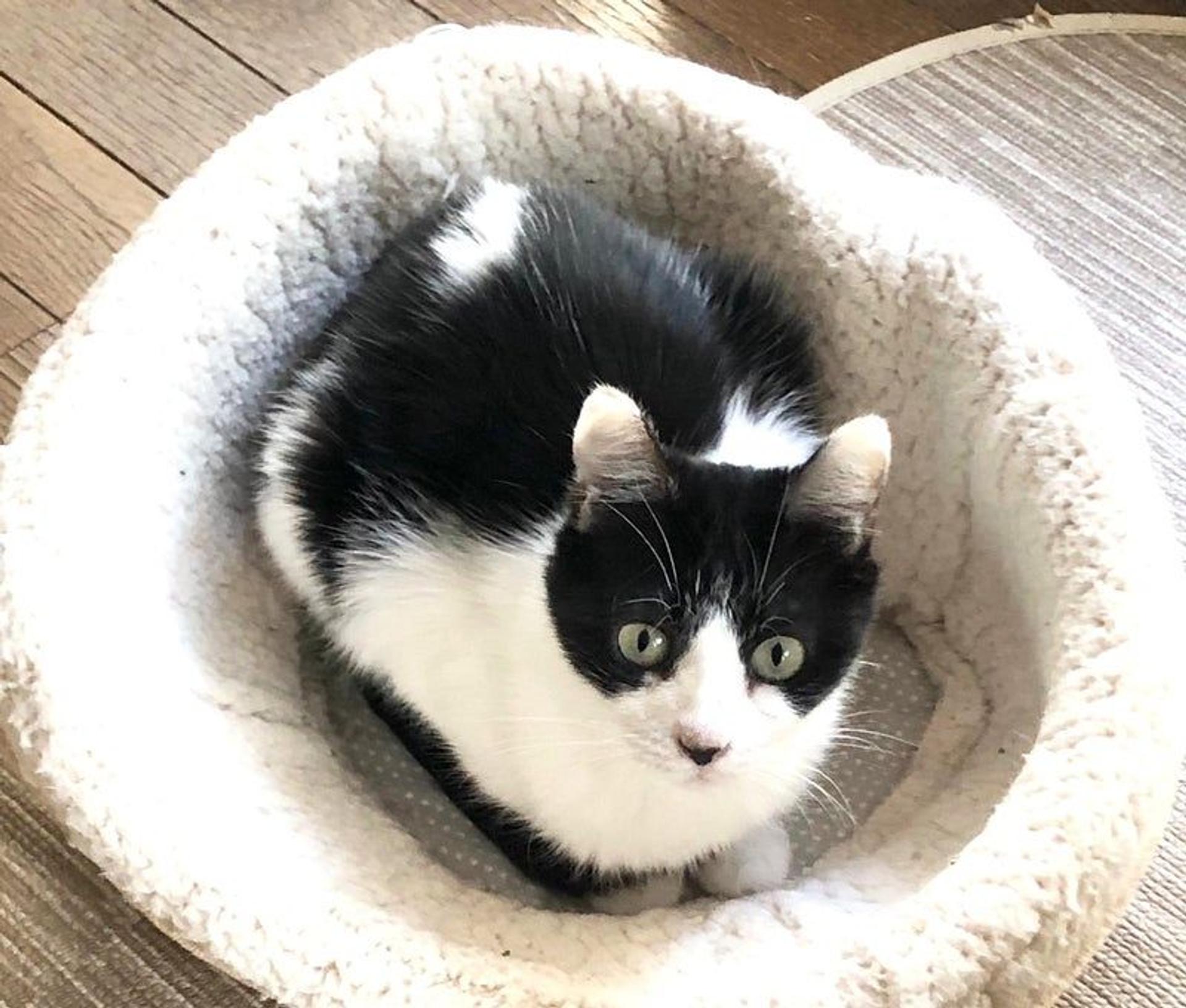 pet-image-2