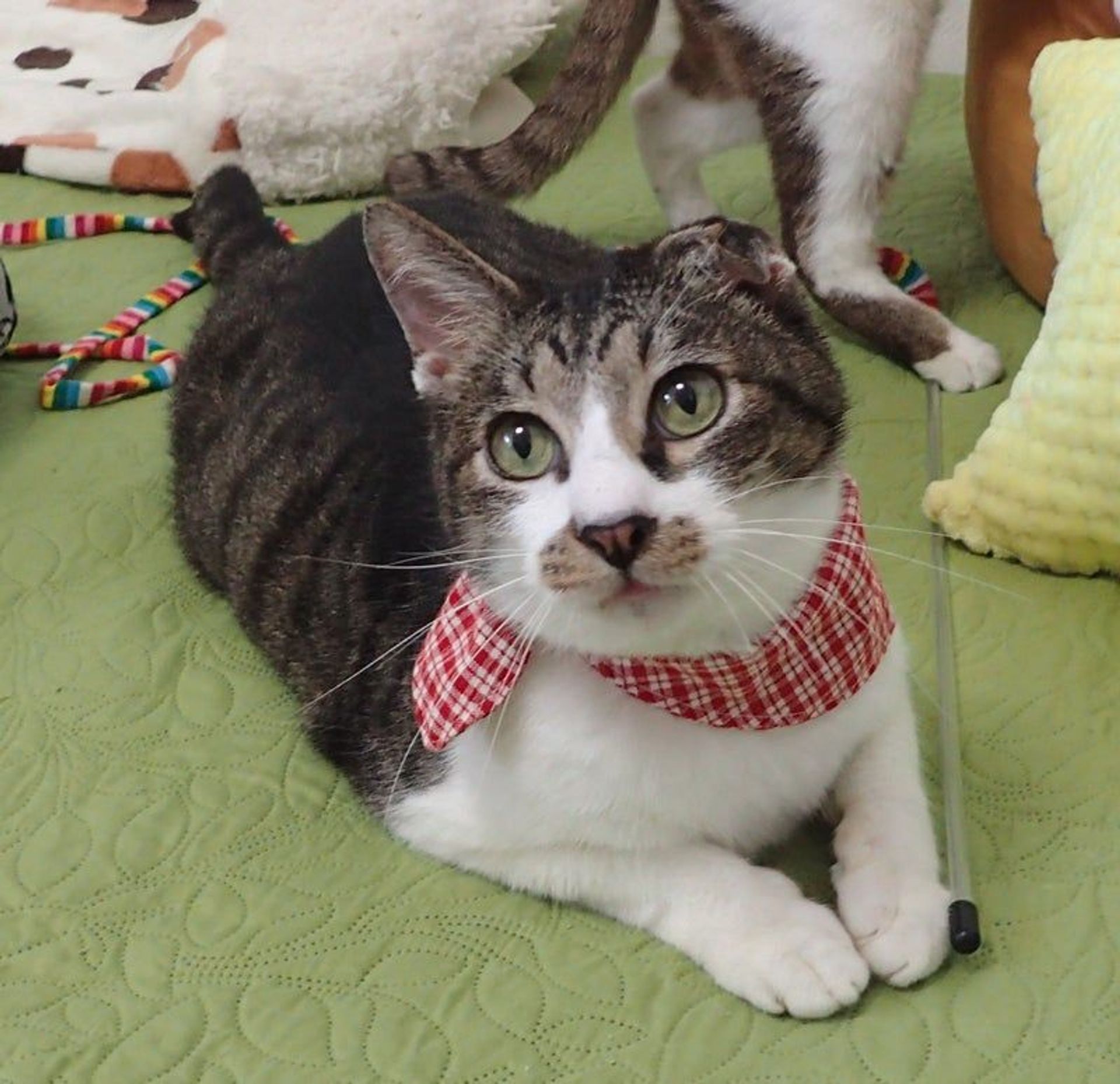 雑種（ミックス猫）・オスの里親募集の写真