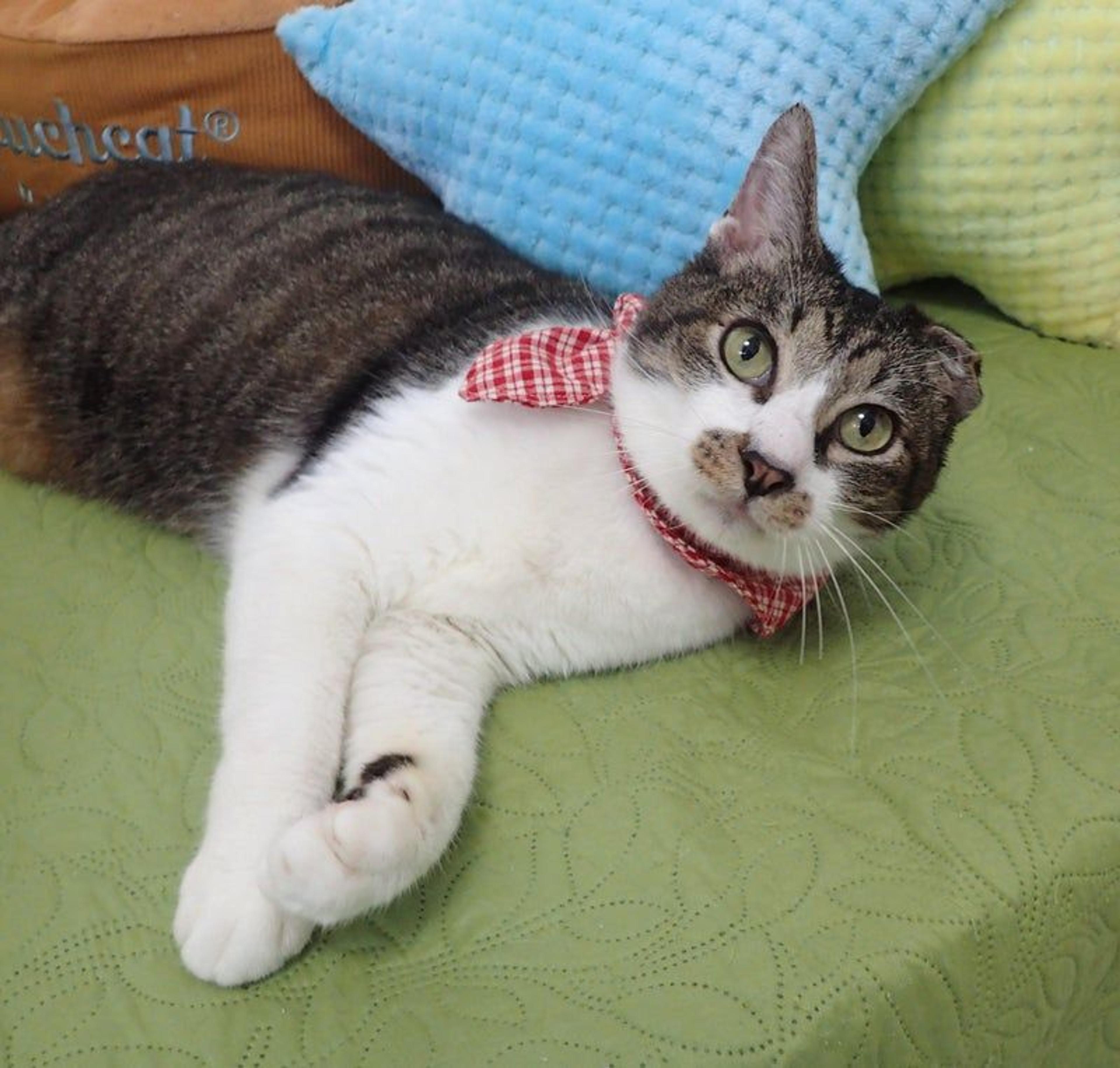 pet-image-2