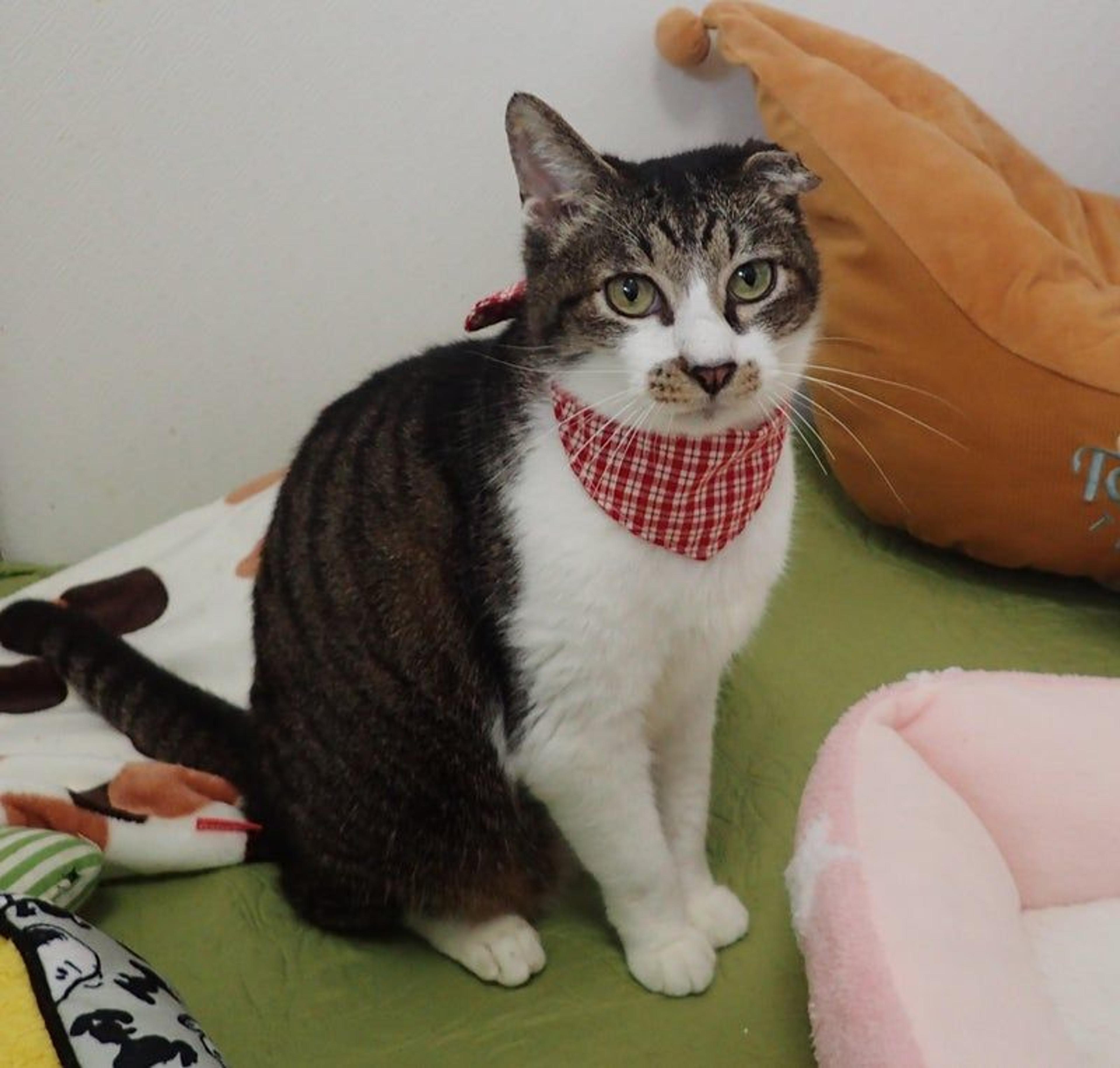 pet-image-3