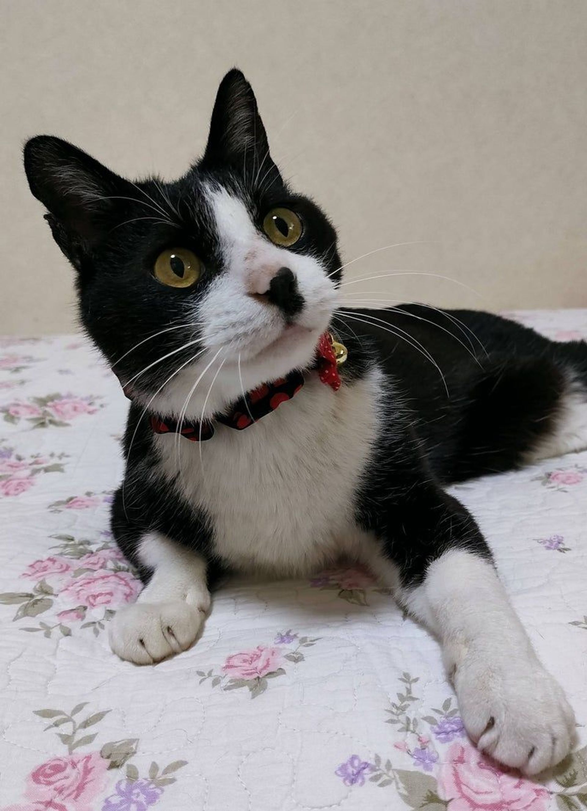 雑種（ミックス猫）・オスの里親募集の写真