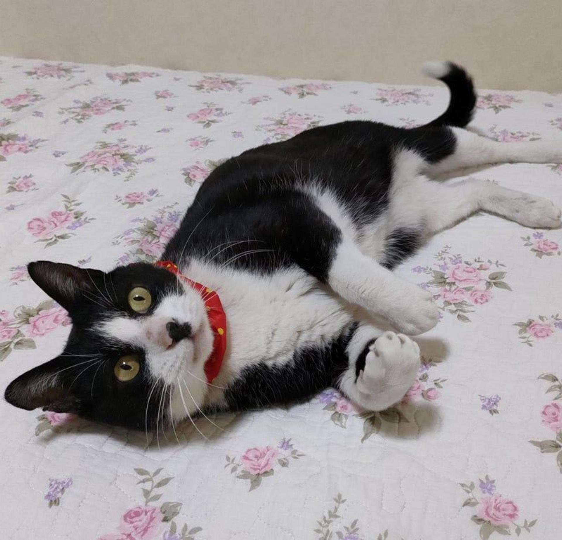 pet-image-2