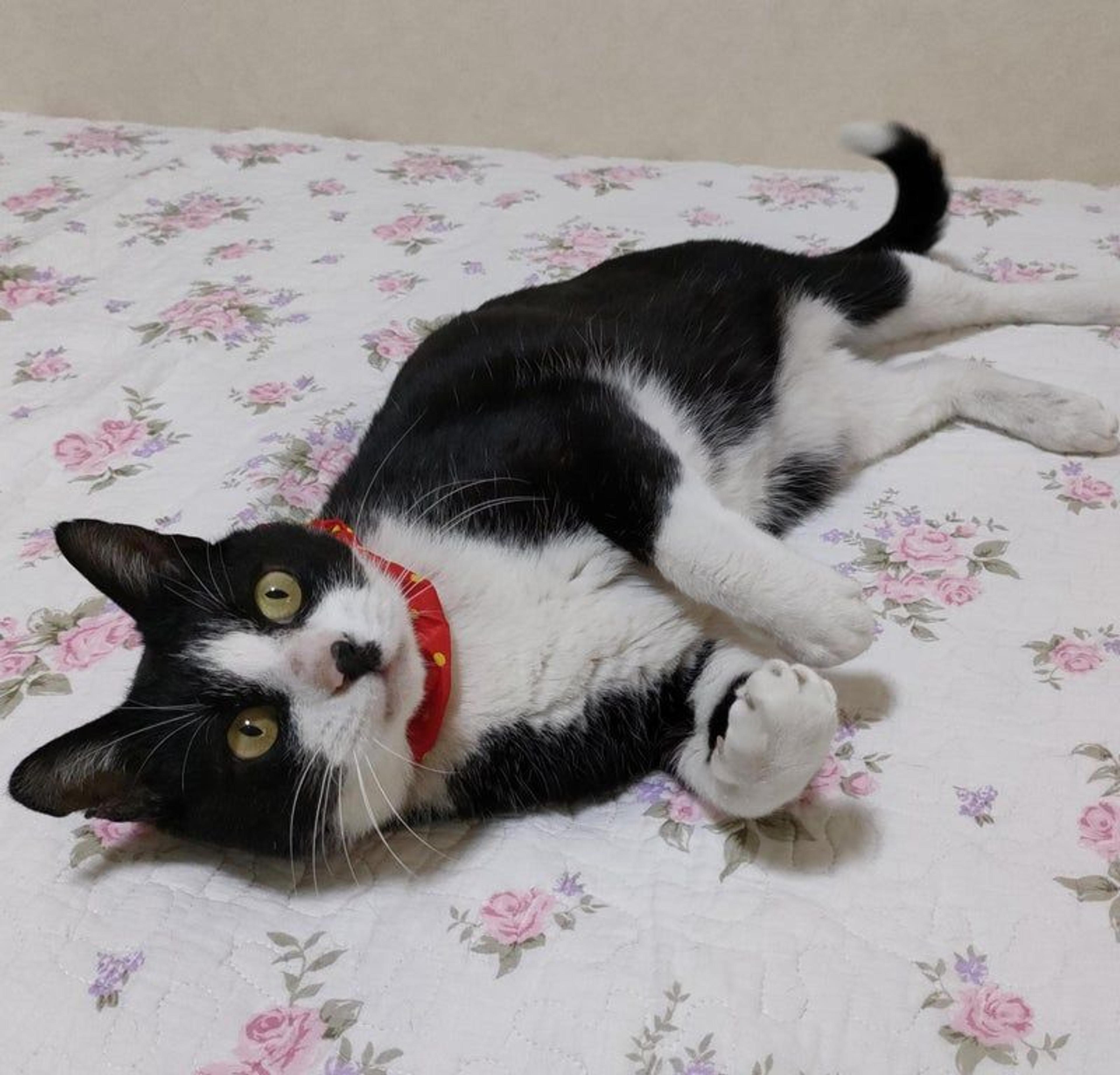 pet-image-2