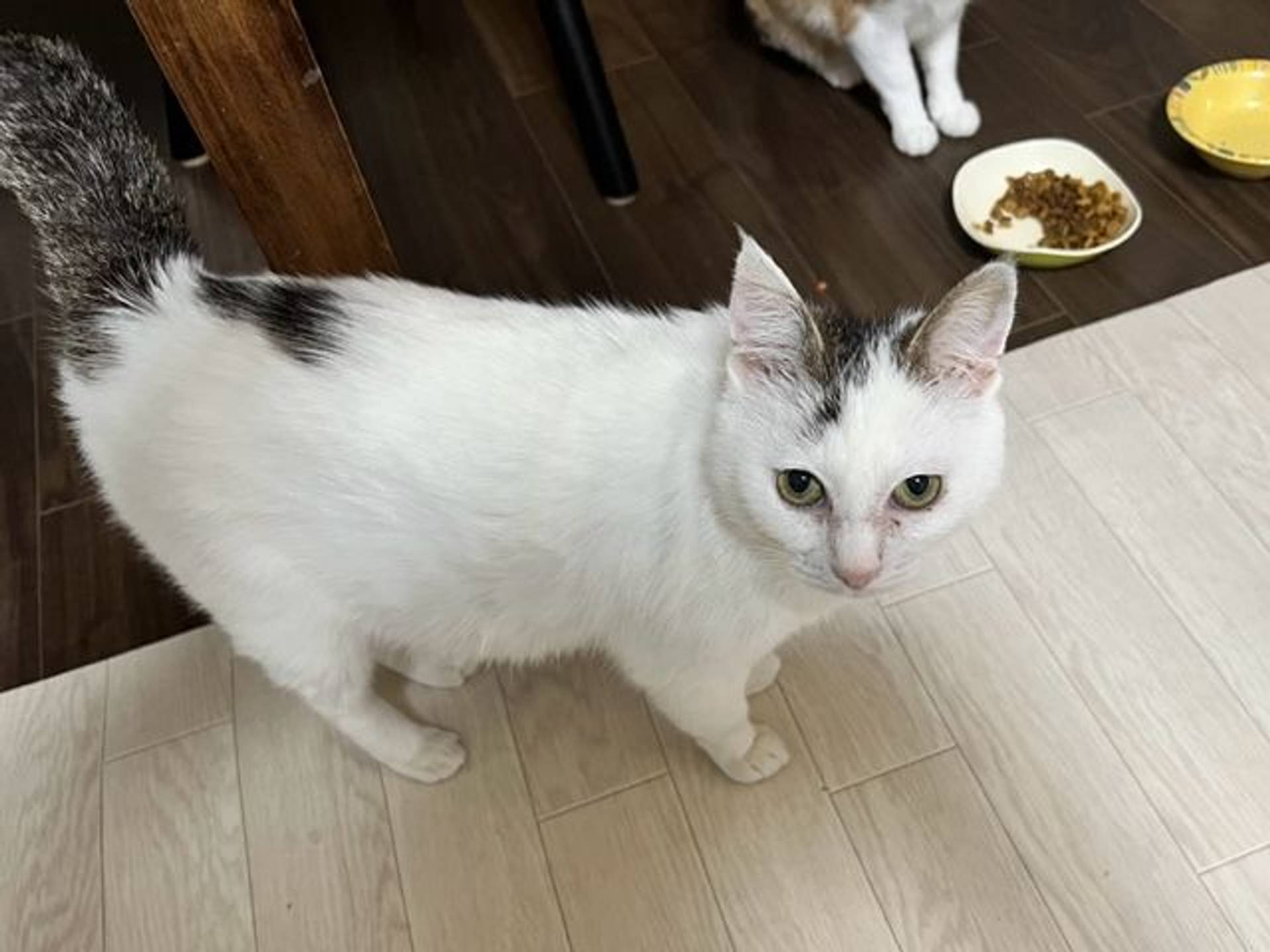 雑種（ミックス猫）・オスの里親募集の写真