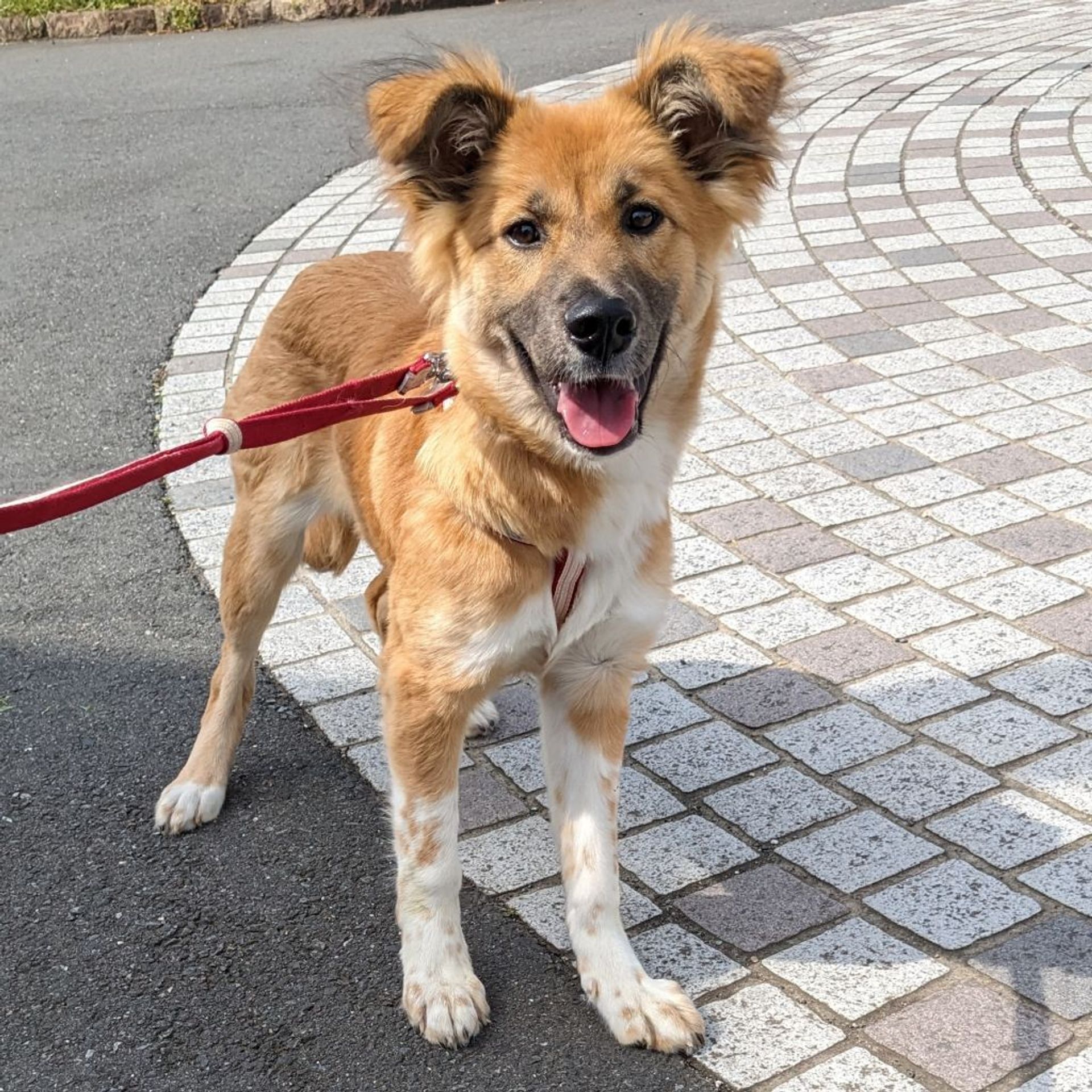 雑種（ミックス犬）・メスの里親募集の写真