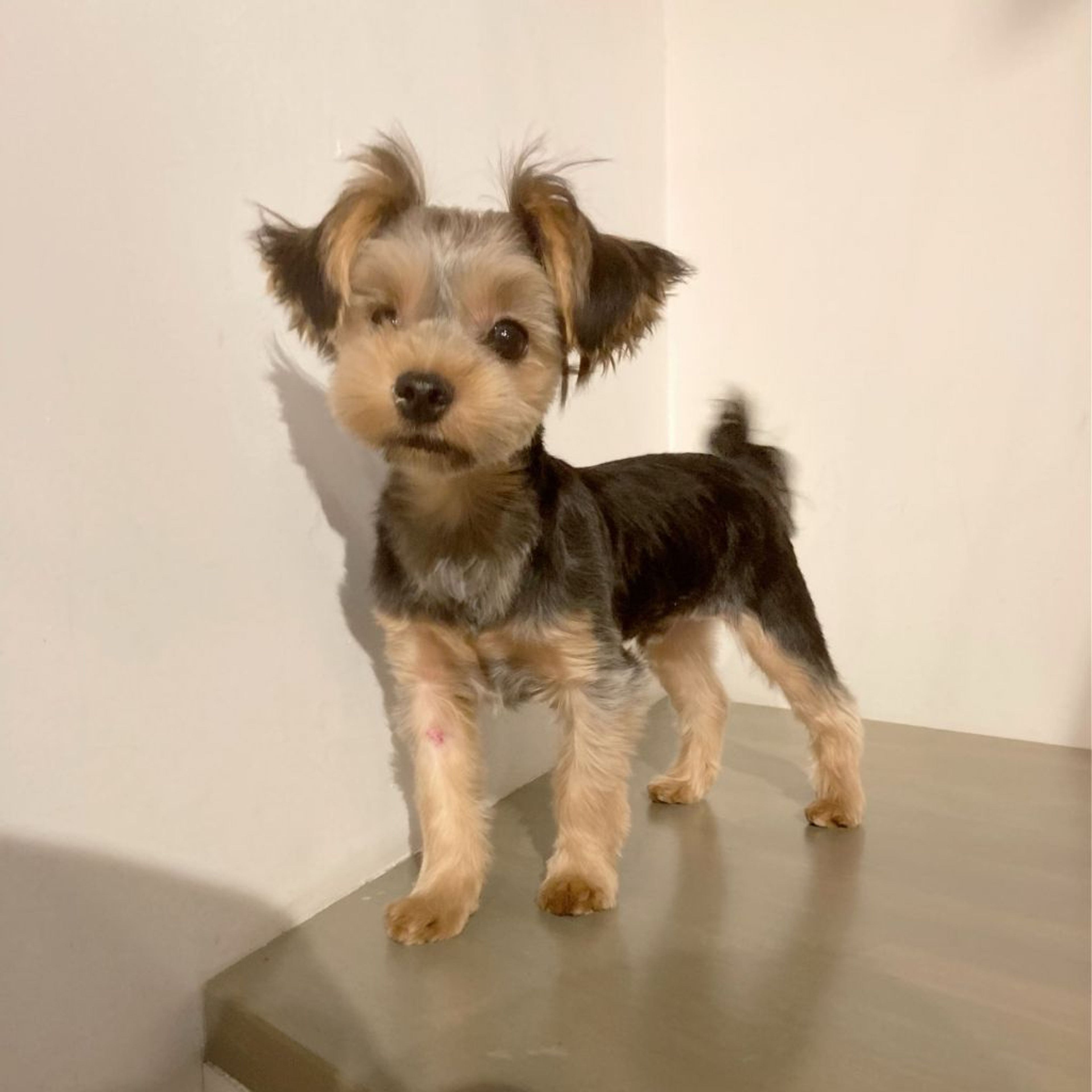 pet-image-2