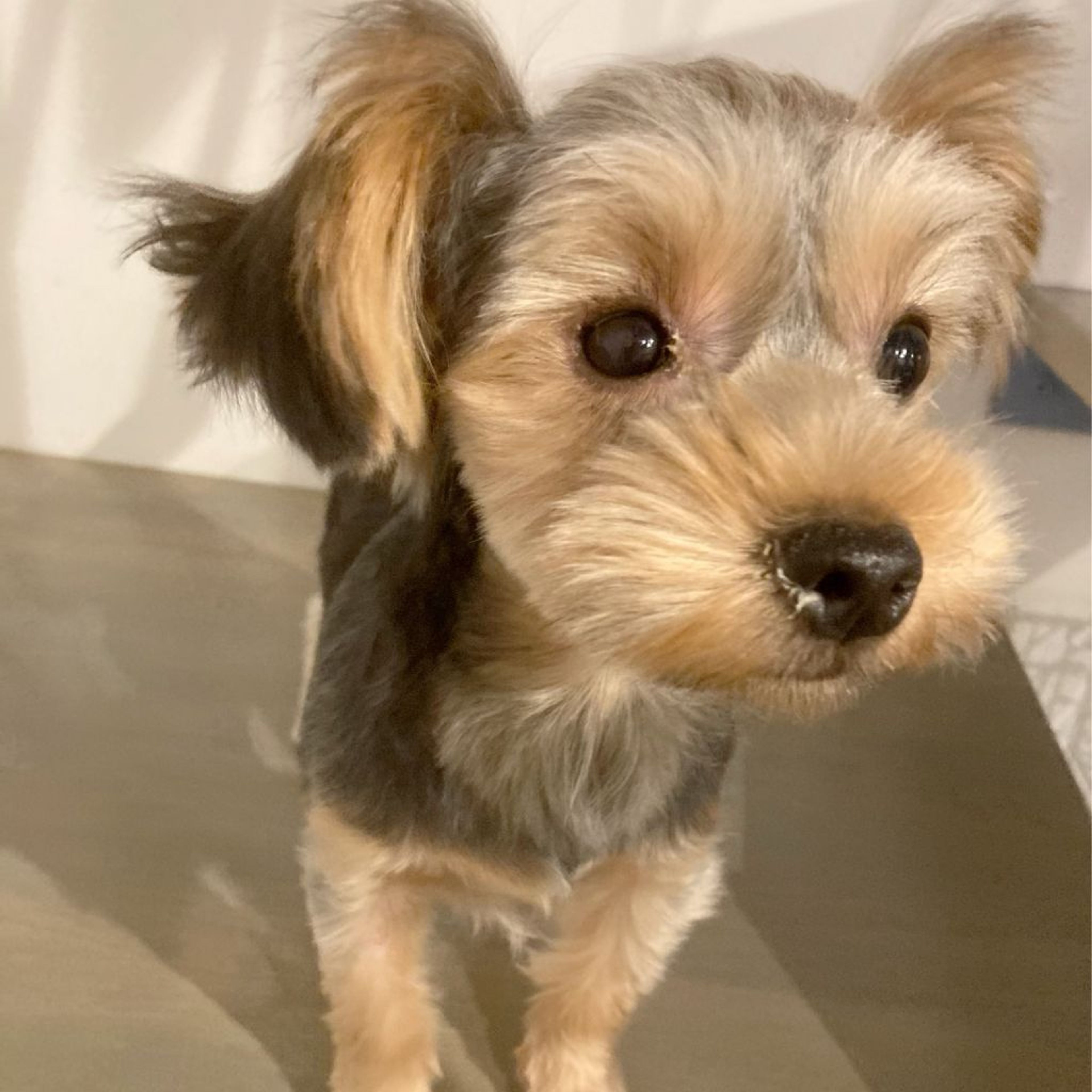 pet-image-3