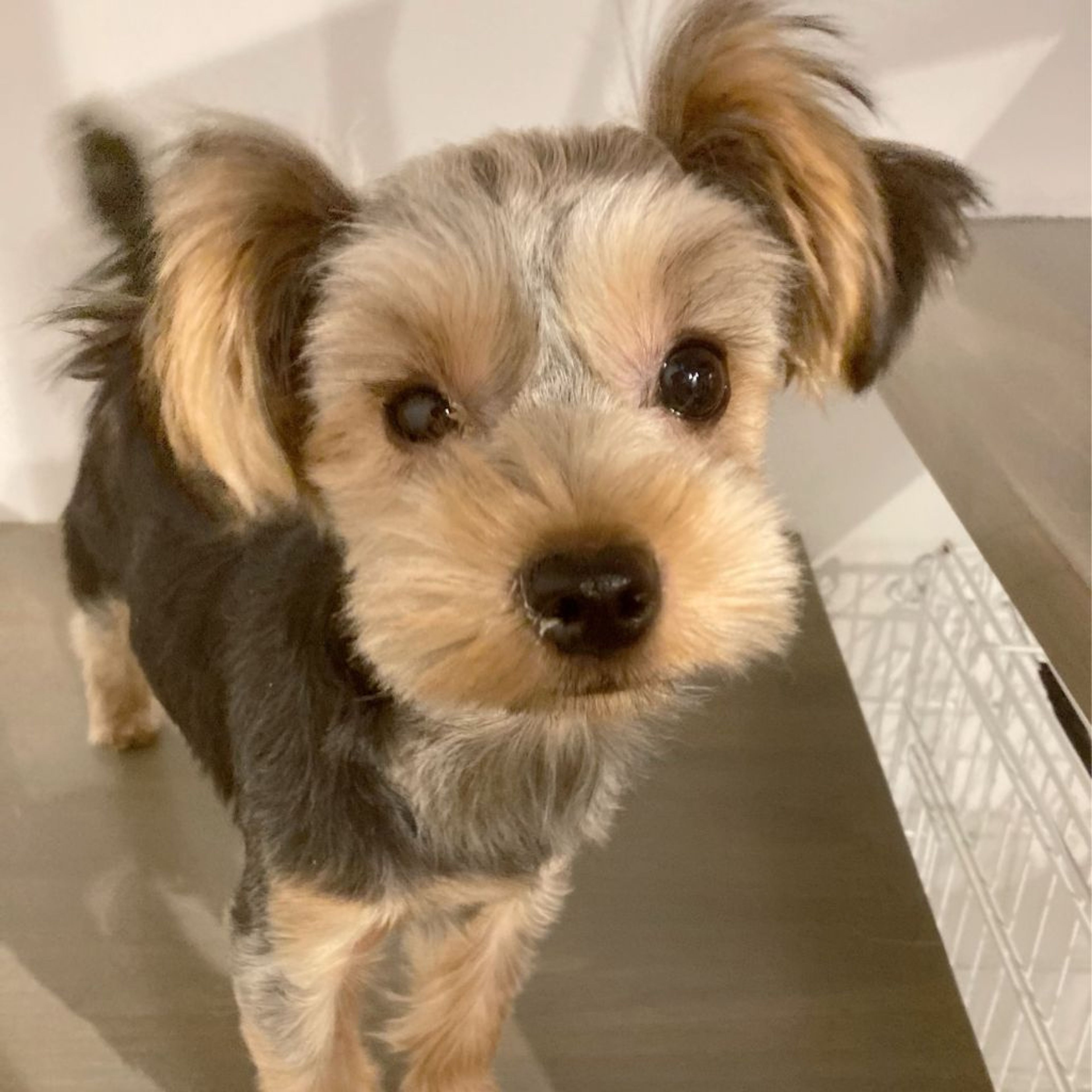 pet-image-4