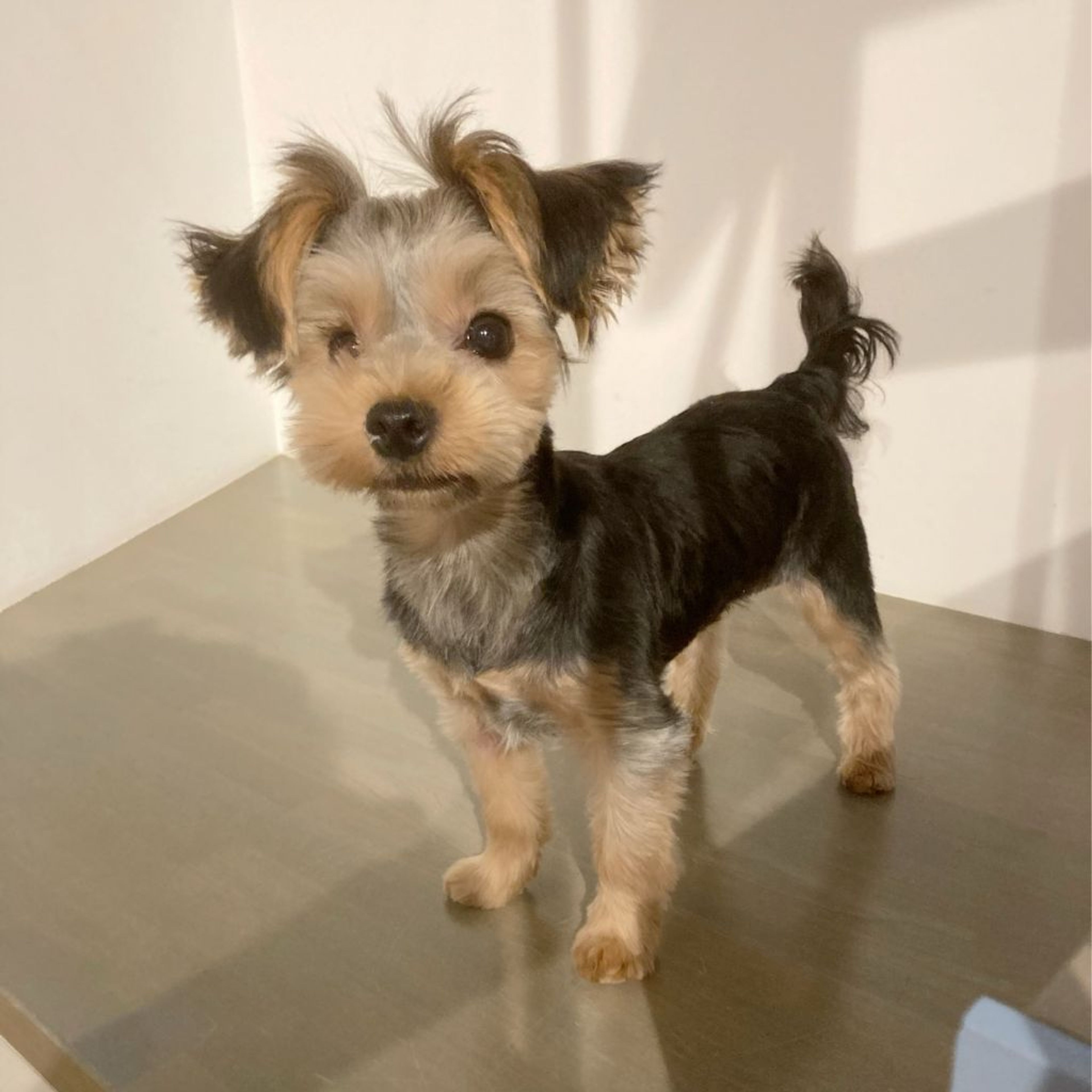 pet-image-5