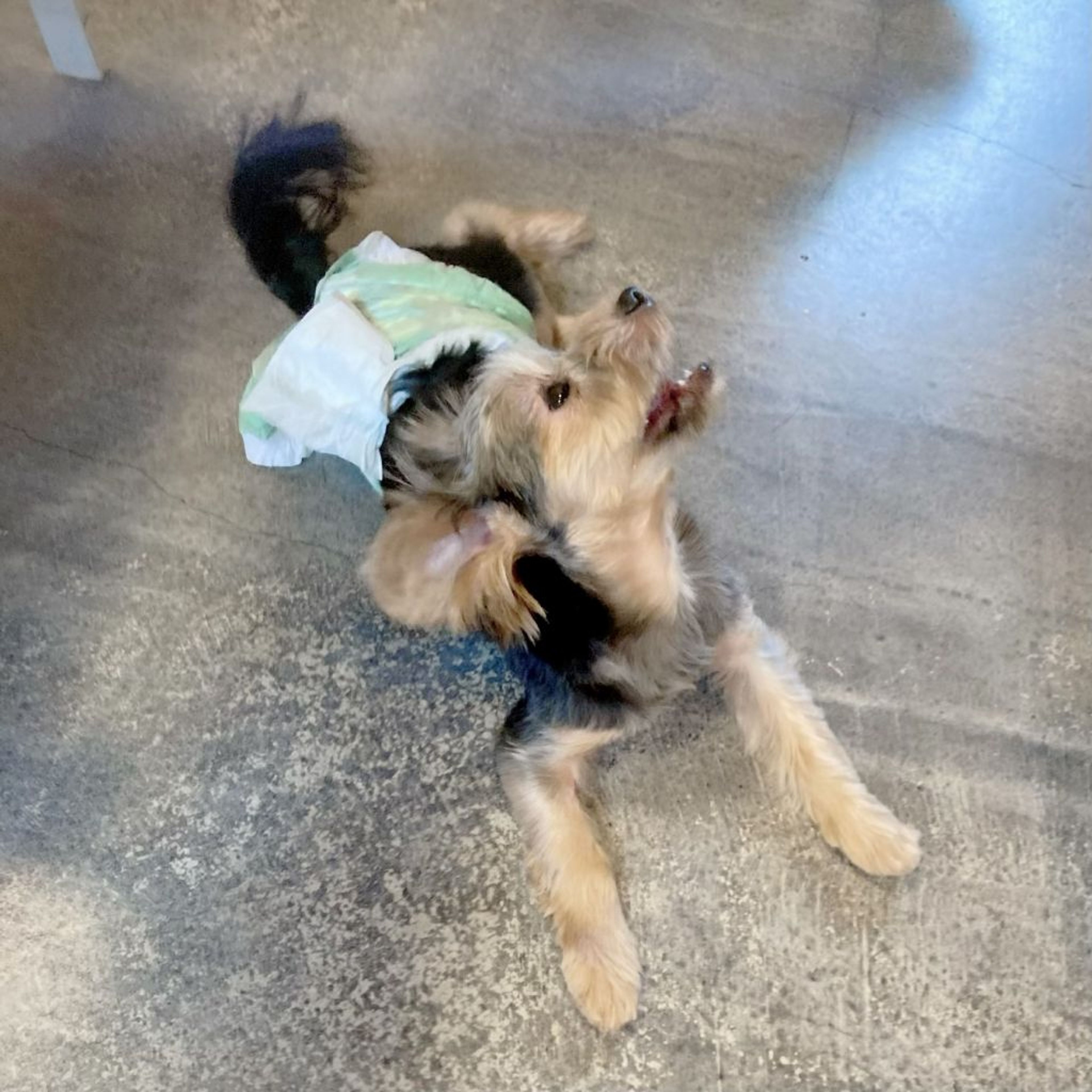 pet-image-6