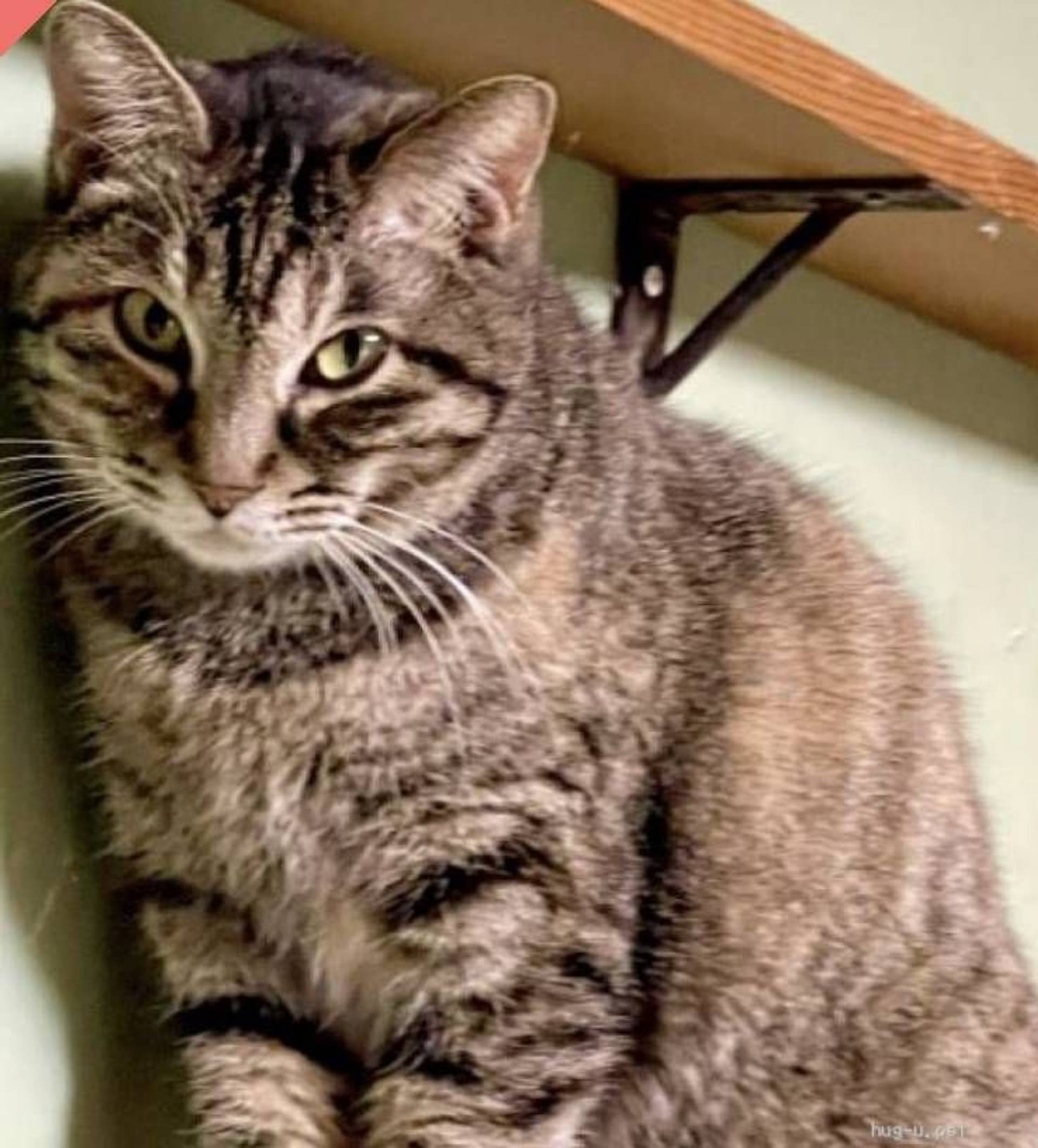 雑種（ミックス猫）・メスの里親募集の写真