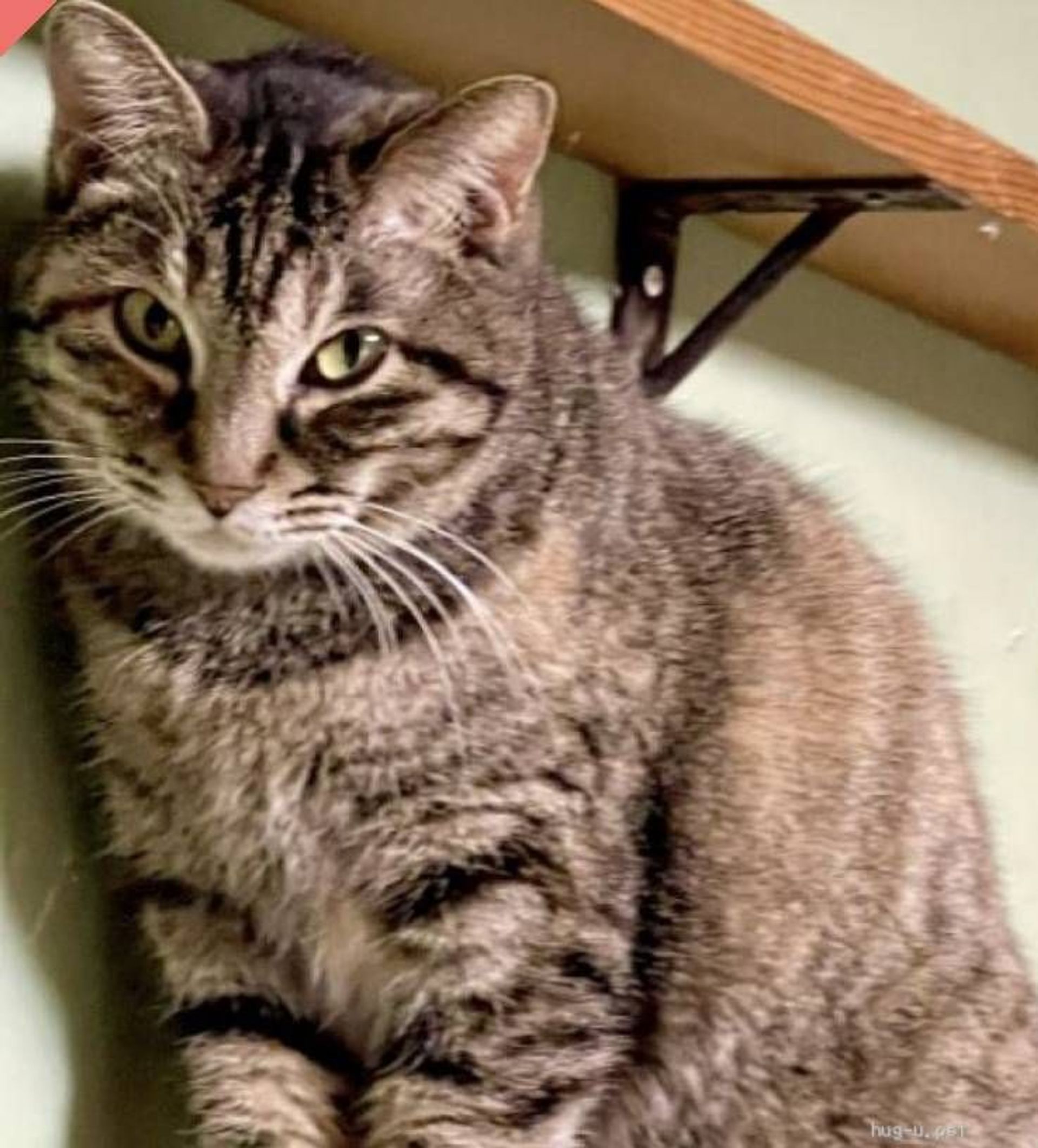 雑種（ミックス猫）・メスの里親募集の写真
