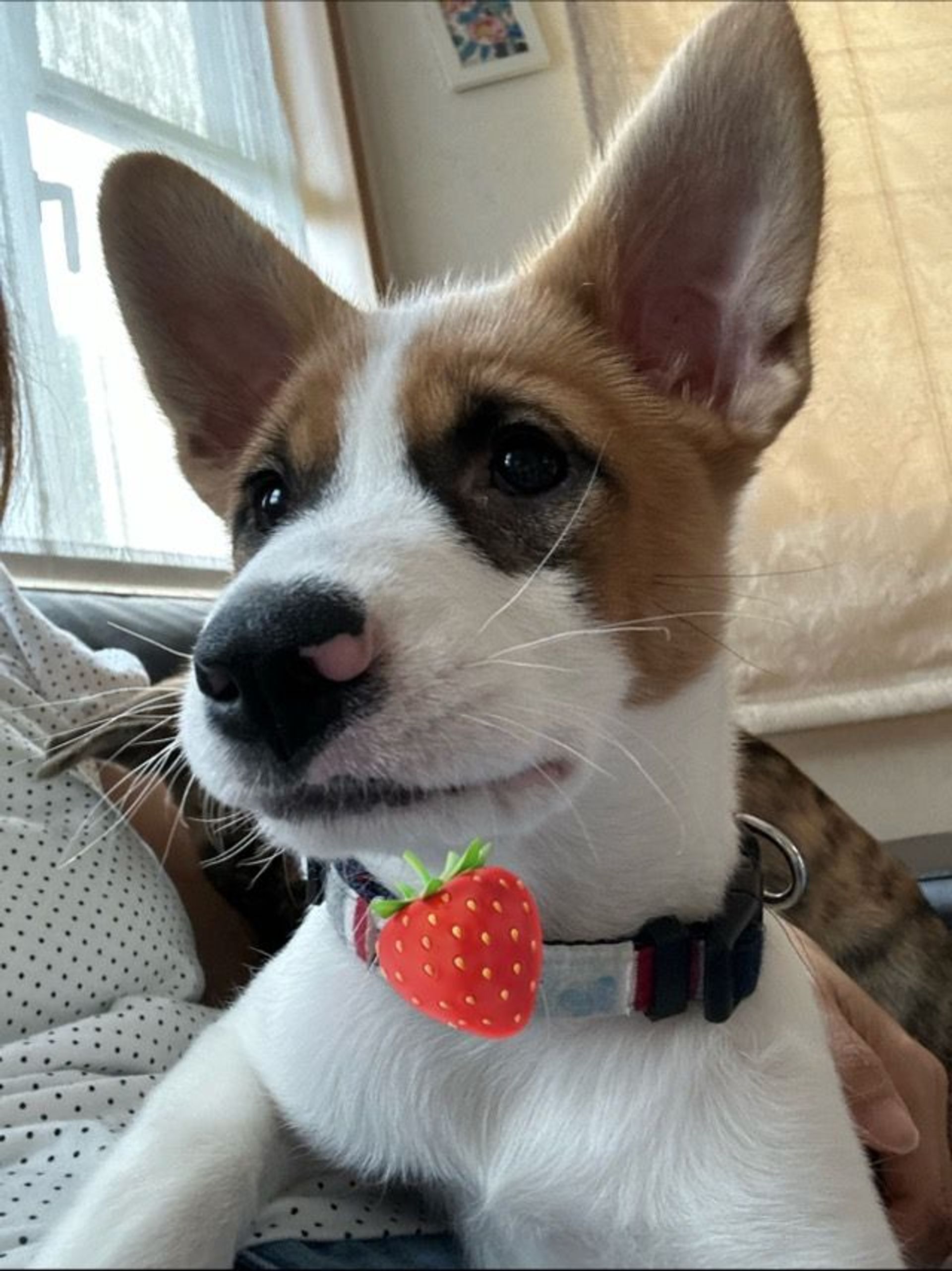 雑種（ミックス犬）・メスの里親募集の写真